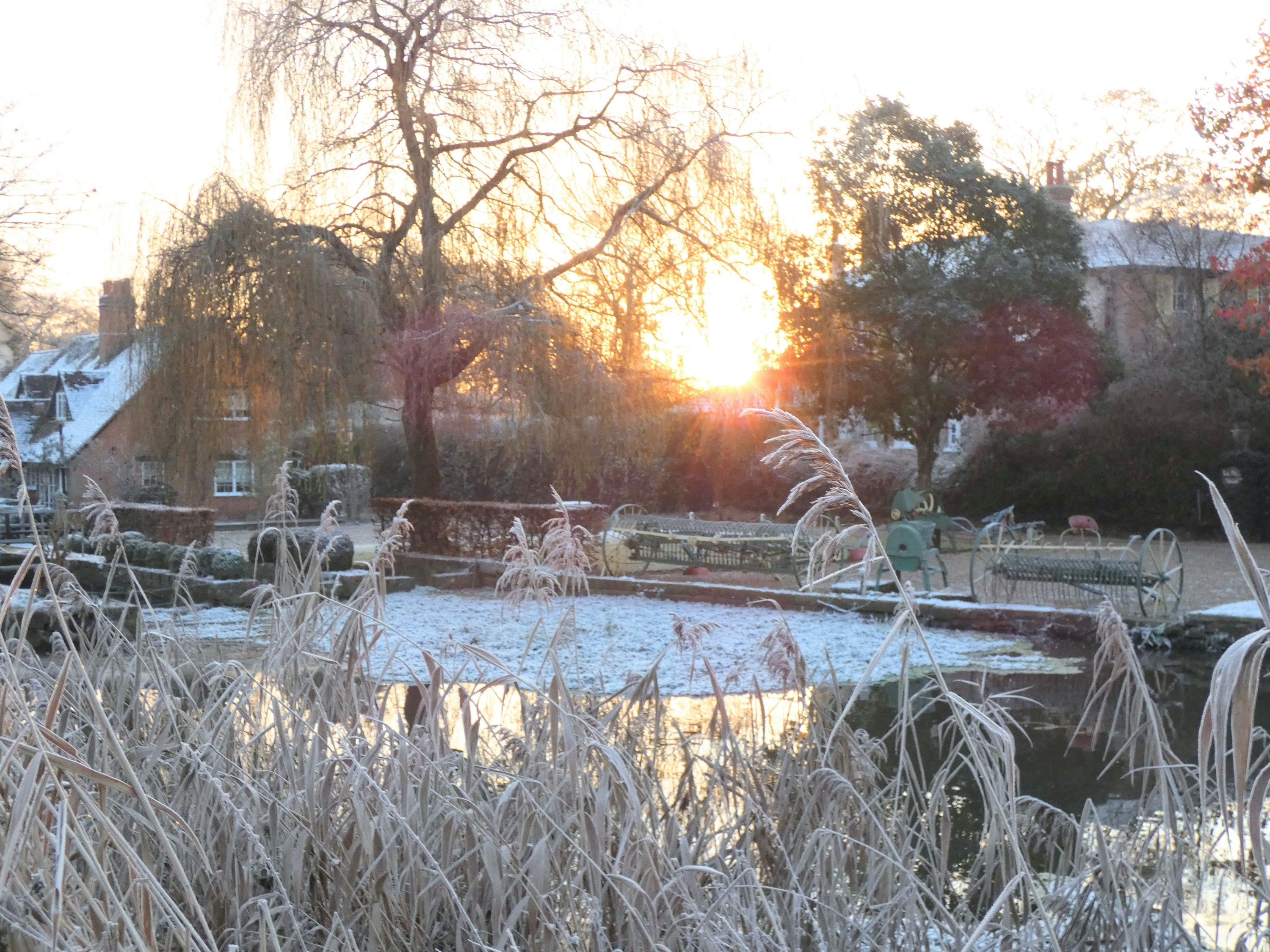 Autumn & Winter Botanicals: Native British Plants for Colder Months