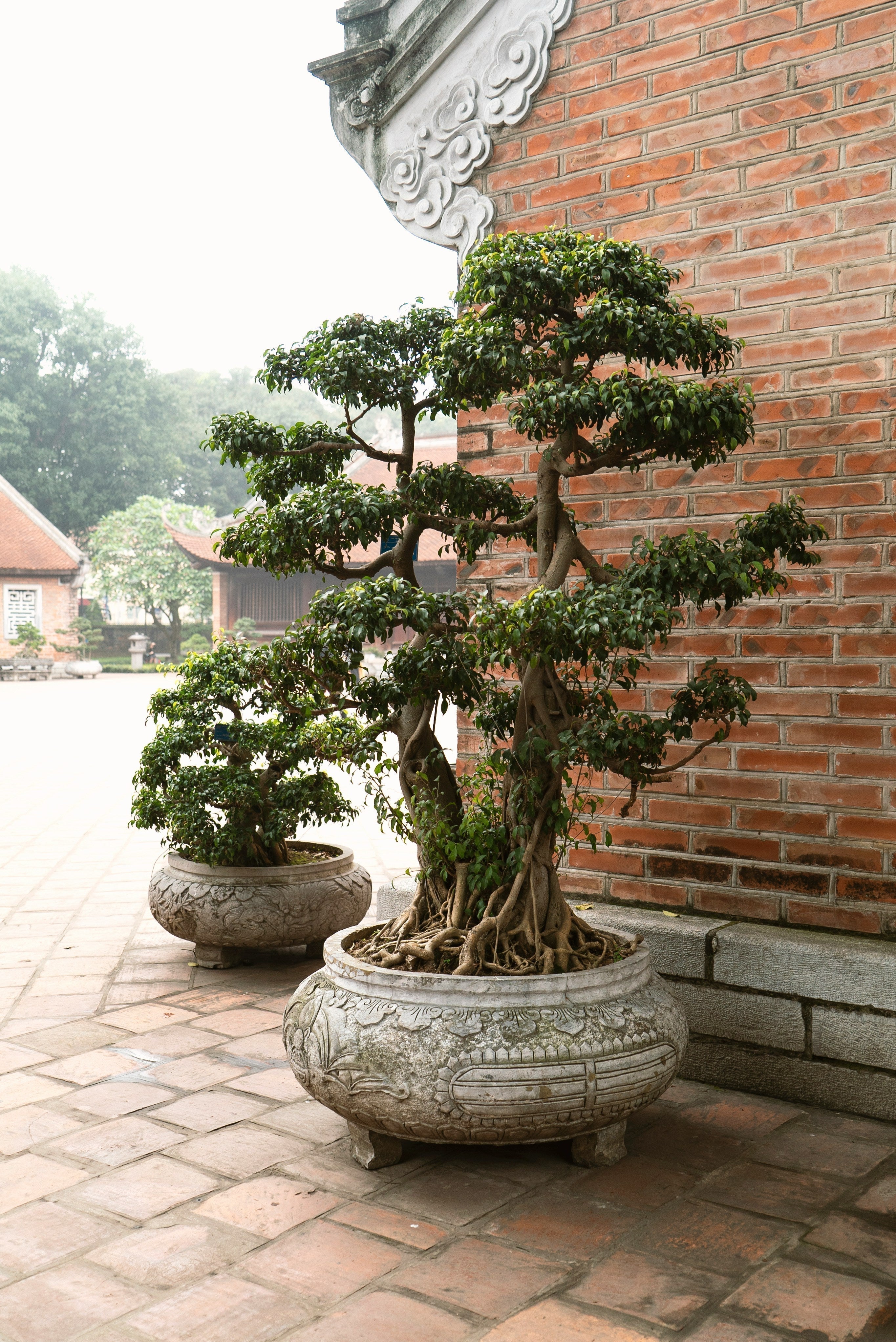 Bonsai as Practice: The Art of Decades