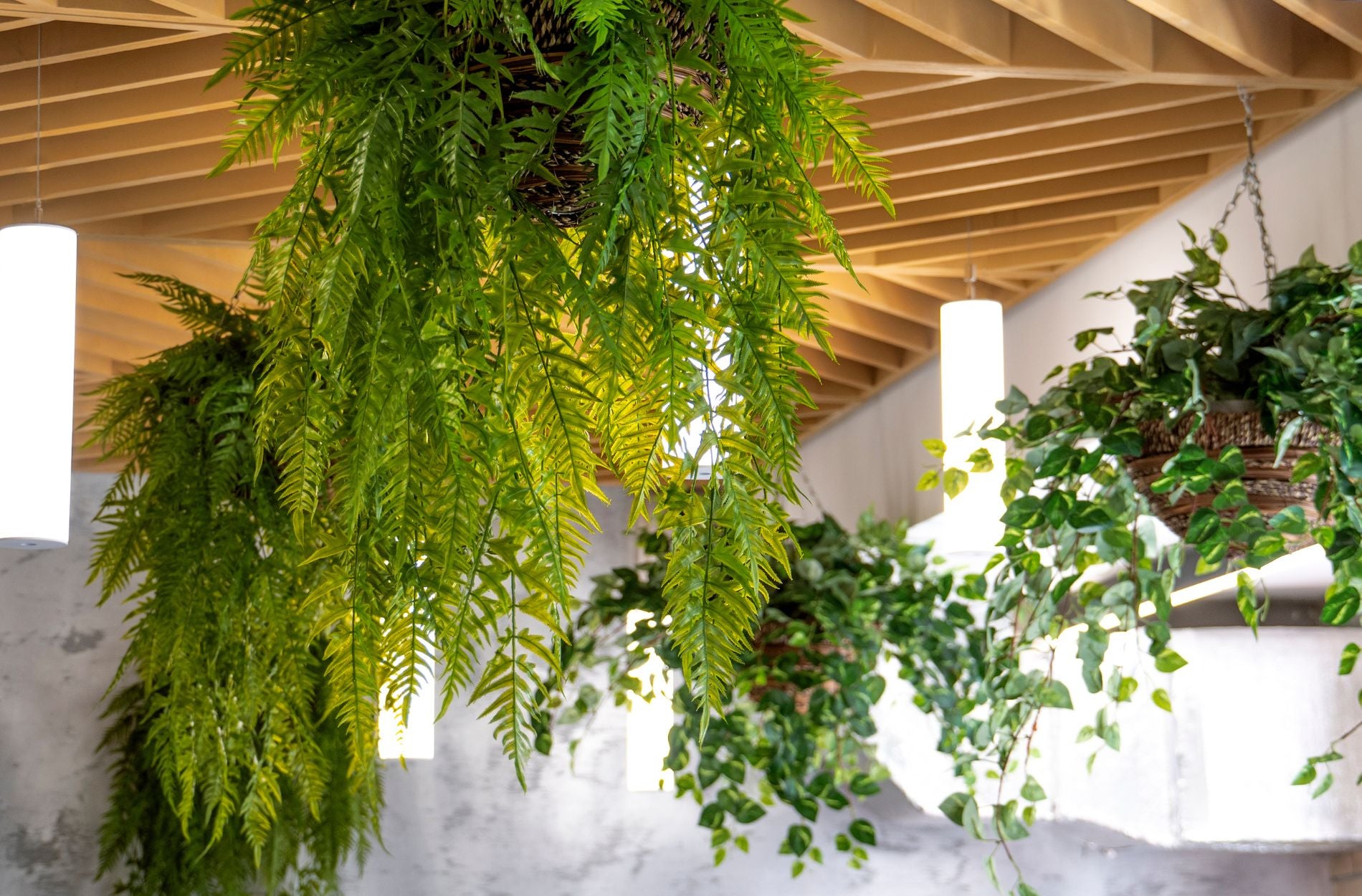 Biophilic Design: A Guide to Bringing Nature, Health, and Well-Being into Your Living Space