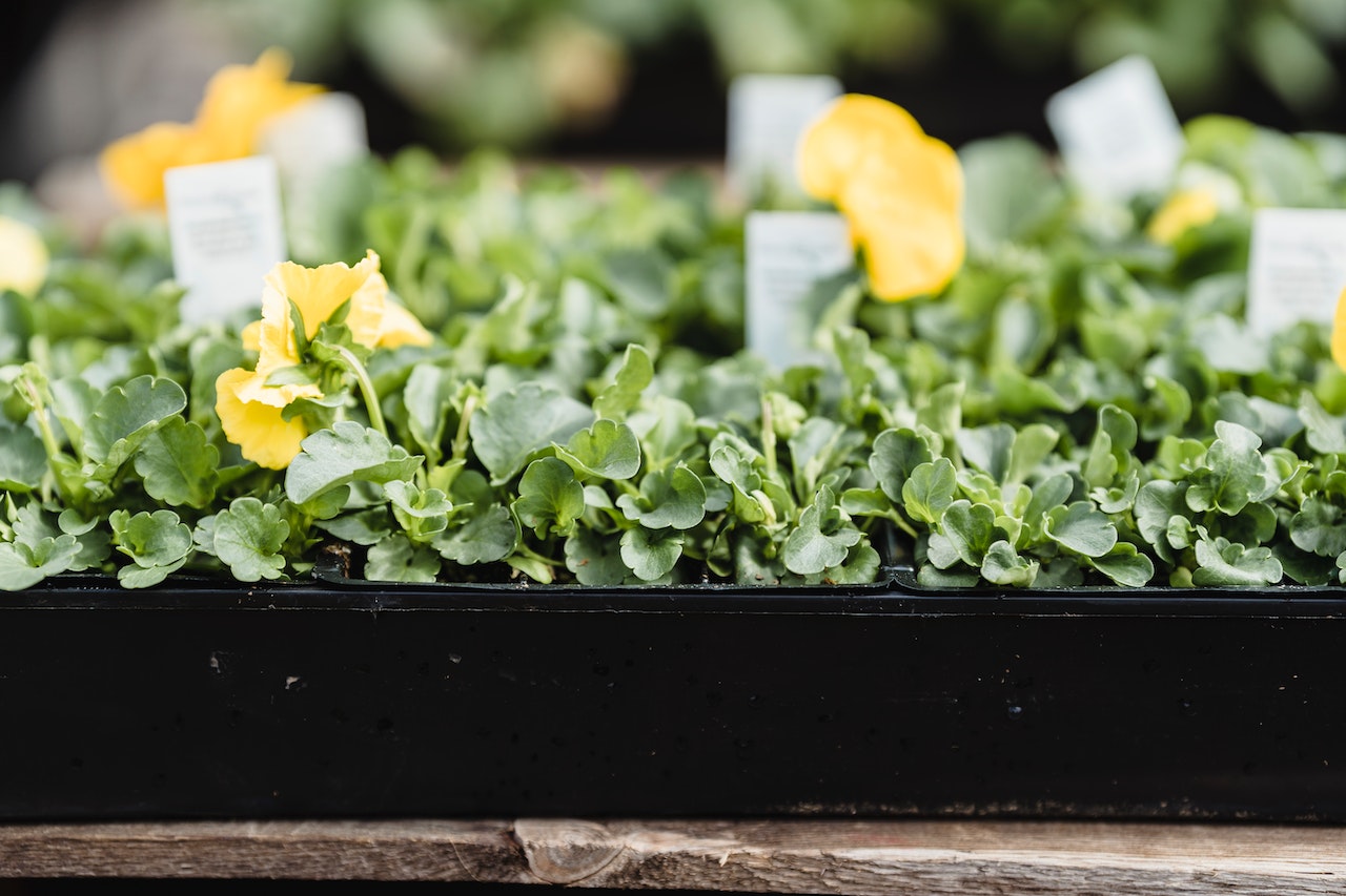 The Art of Container Gardening: A Comprehensive Guide to Homegrown Beauty