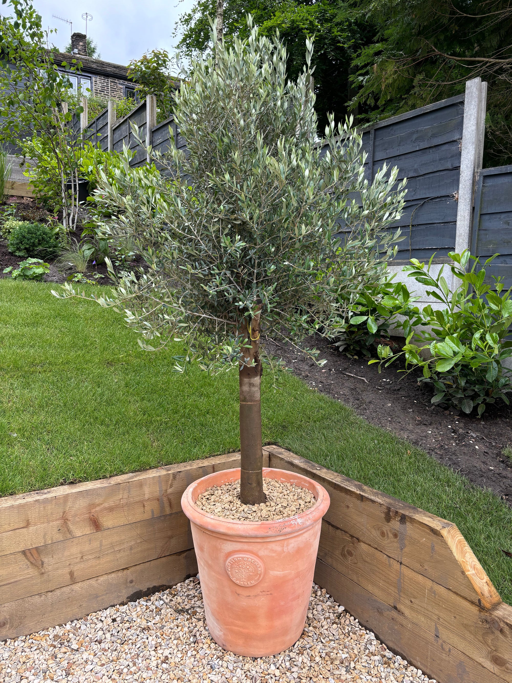 Olive Tree 45L 1.5-1.8m + Teracotta Pot + Soil + Gravel | S251811