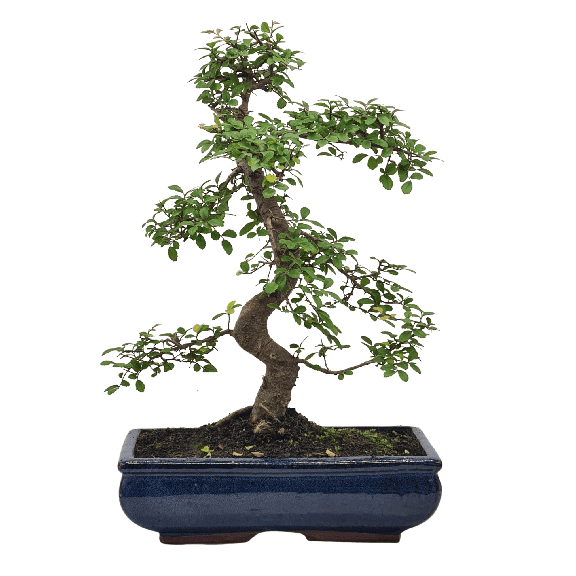 Chinese Elm (Ulmus Parvifolia) Bonsai Tree | Shaped | In 30cm Pot  | S251972