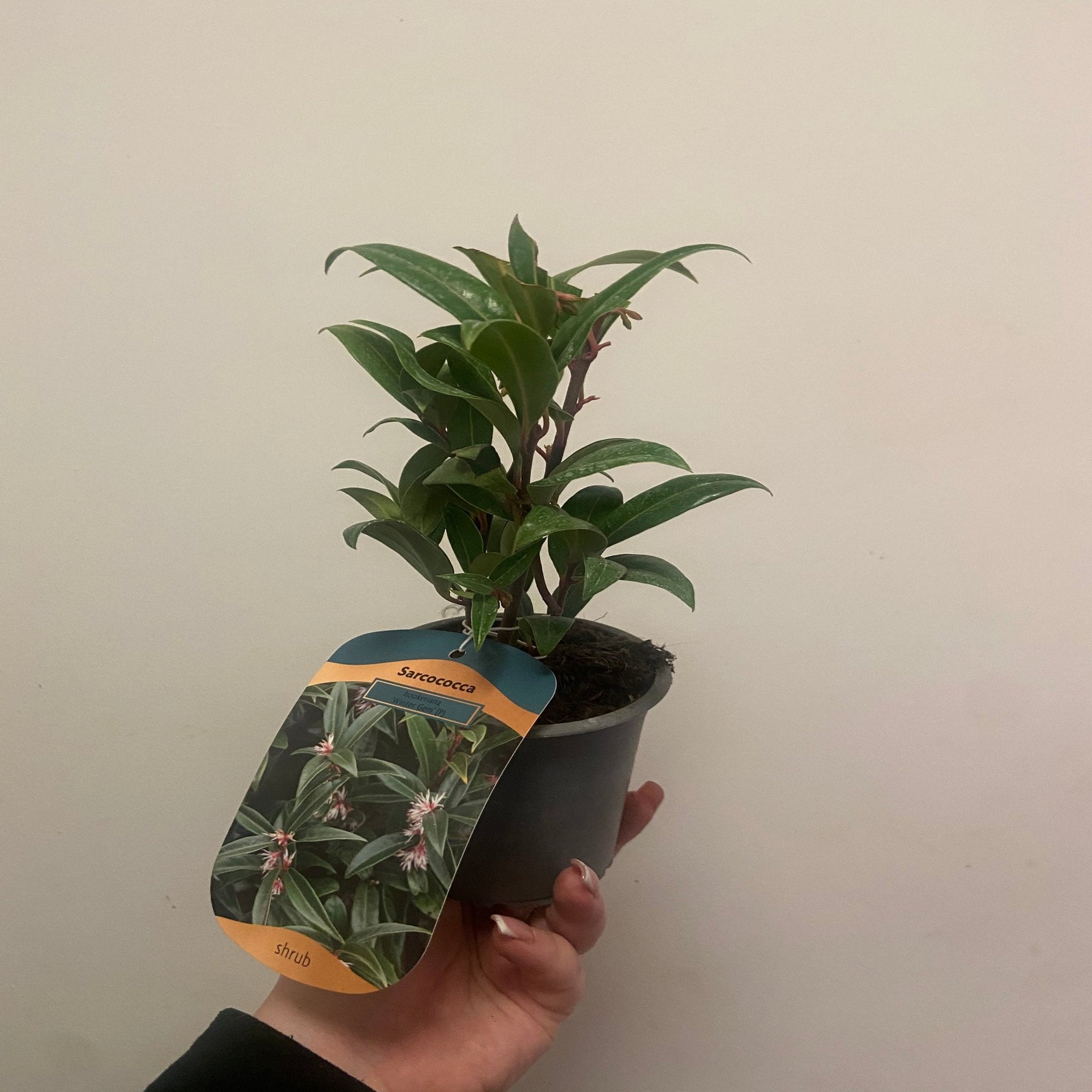 Sarcococca hookeriana 'Winter Gem' 9cm / 2L  | S253464
