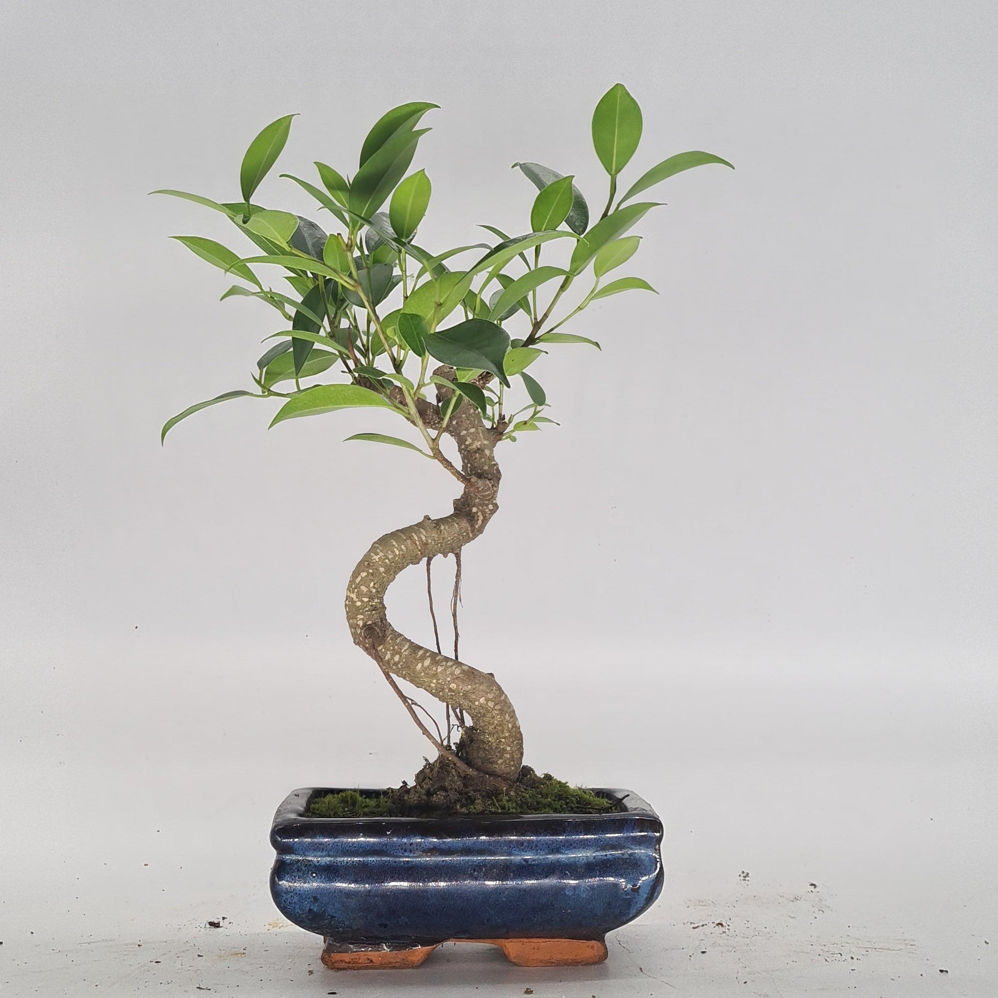 Ficus Microcarpa (Banyan Fig) Indoor Bonsai Tree | Shaped | In 15cm Pot  S25884