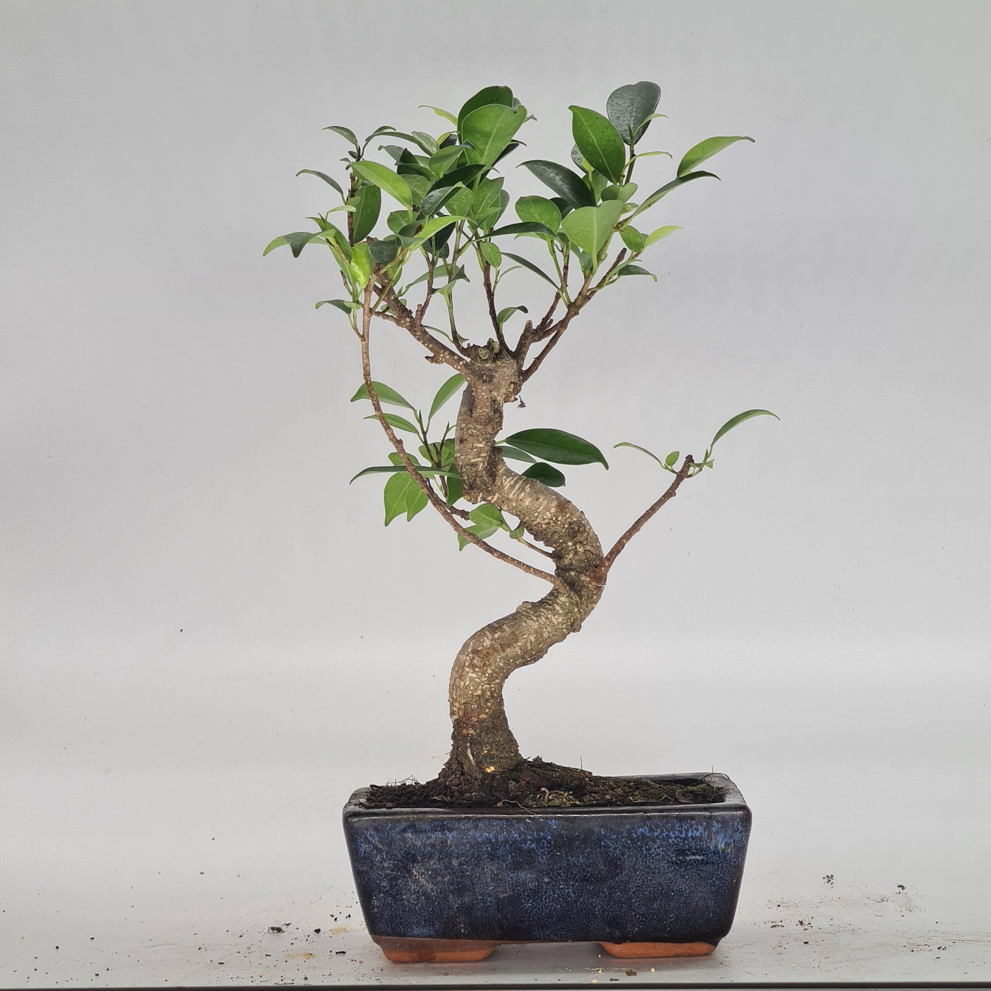 Ficus Microcarpa (Banyan Fig) Indoor Bonsai Tree | Shaped | In 15cm Pot  S25884