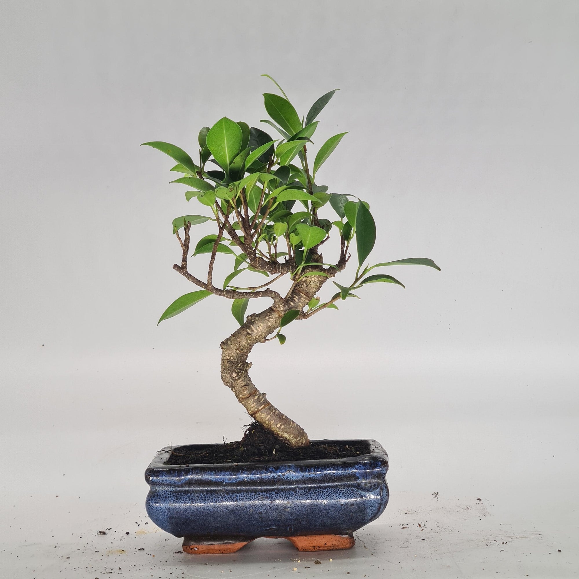 Ficus Microcarpa (Banyan Fig) Indoor Bonsai Tree | Shaped | In 15cm Pot  S25884