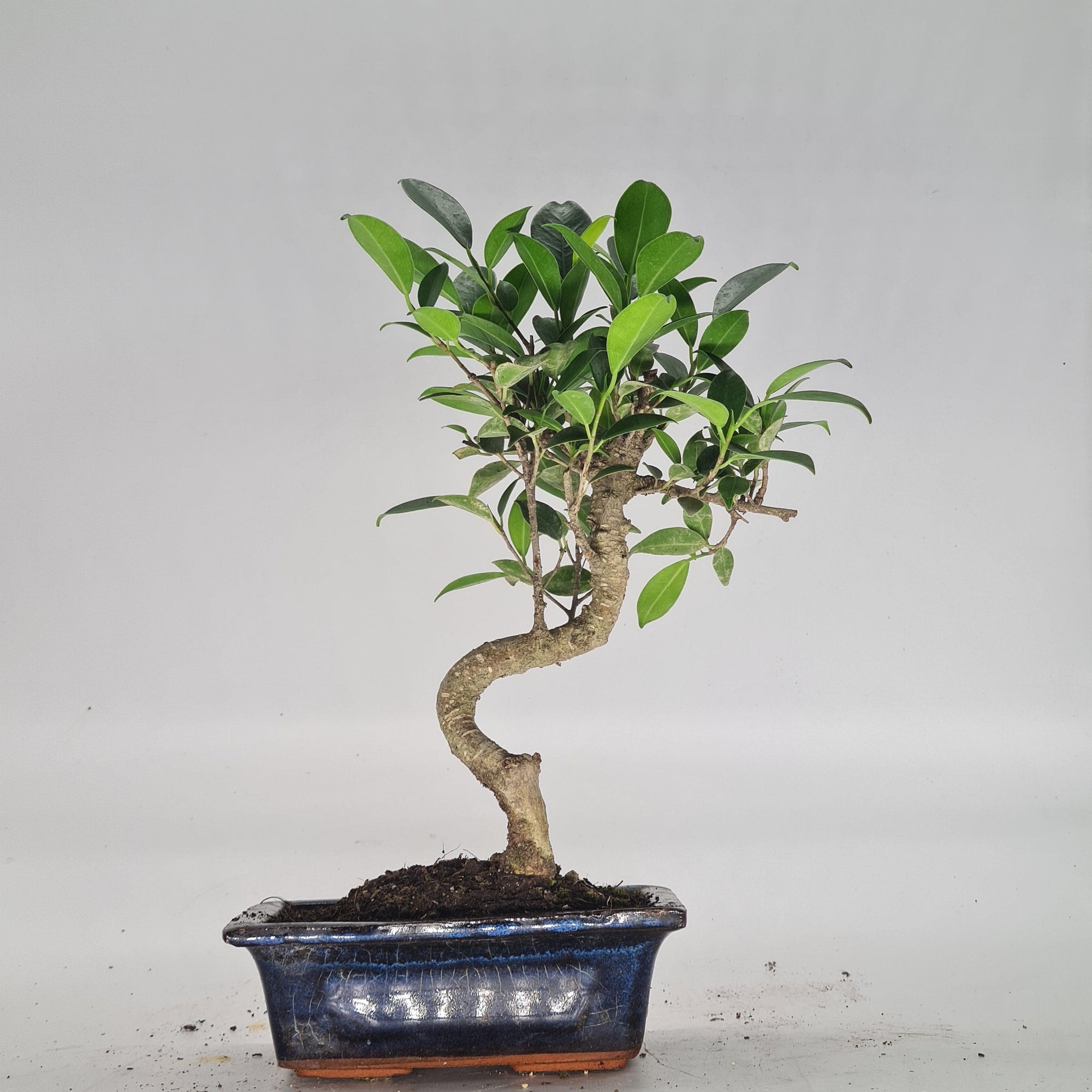 Ficus Microcarpa (Banyan Fig) Indoor Bonsai Tree | Shaped | In 15cm Pot  S25884