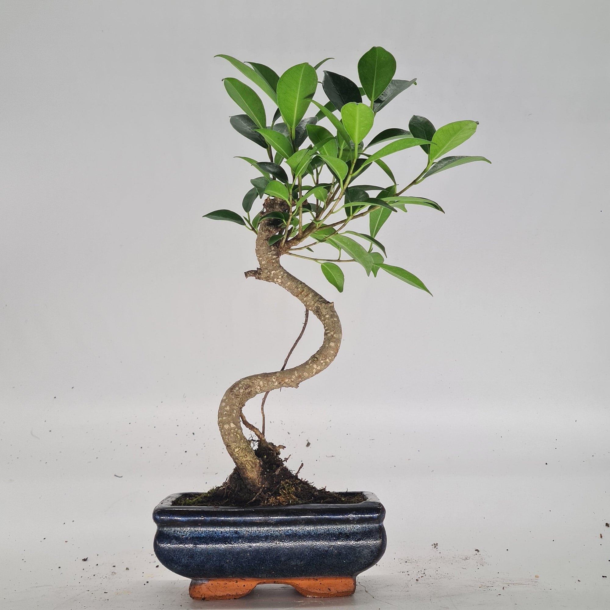 Ficus Microcarpa (Banyan Fig) Indoor Bonsai Tree | Shaped | In 15cm Pot  S25884