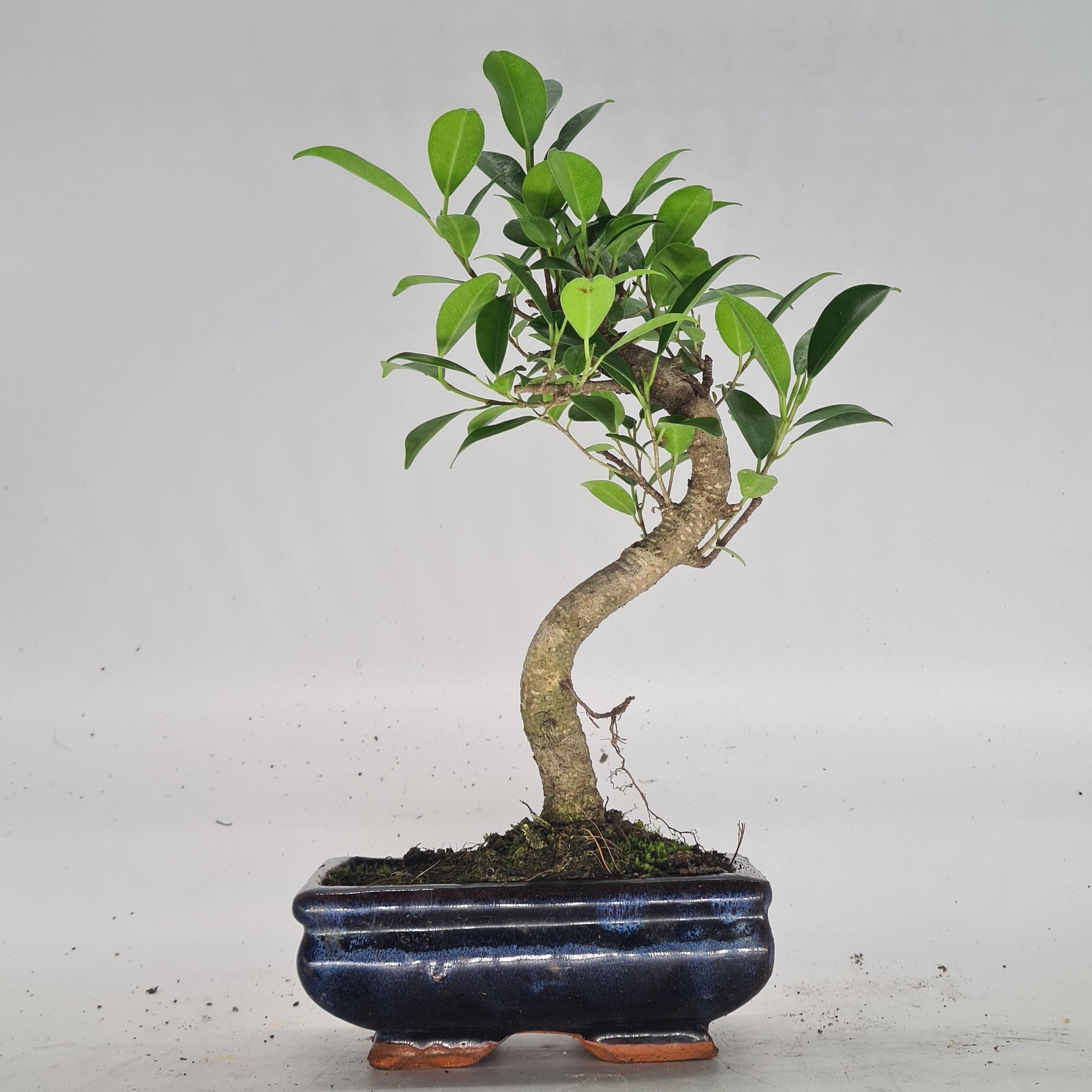 Ficus Microcarpa (Banyan Fig) Indoor Bonsai Tree | Shaped | In 15cm Pot  S25884