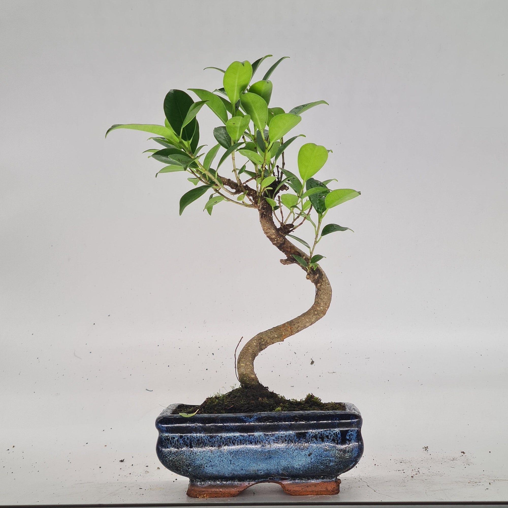 Ficus Microcarpa (Banyan Fig) Indoor Bonsai Tree | Shaped | In 15cm Pot  S25884