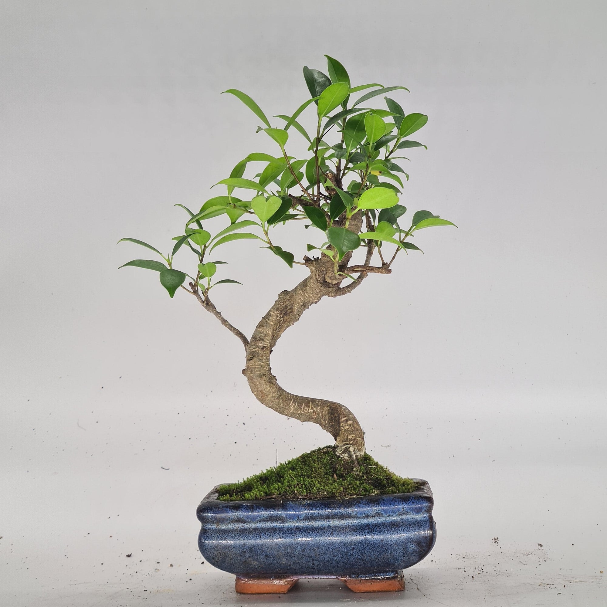 Ficus Microcarpa (Banyan Fig) Indoor Bonsai Tree | Shaped | In 15cm Pot  S25884