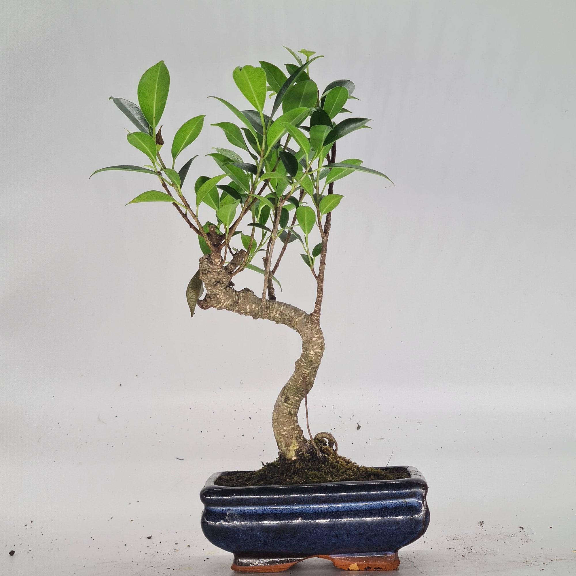 Ficus Microcarpa (Banyan Fig) Indoor Bonsai Tree | Shaped | In 15cm Pot  S25884