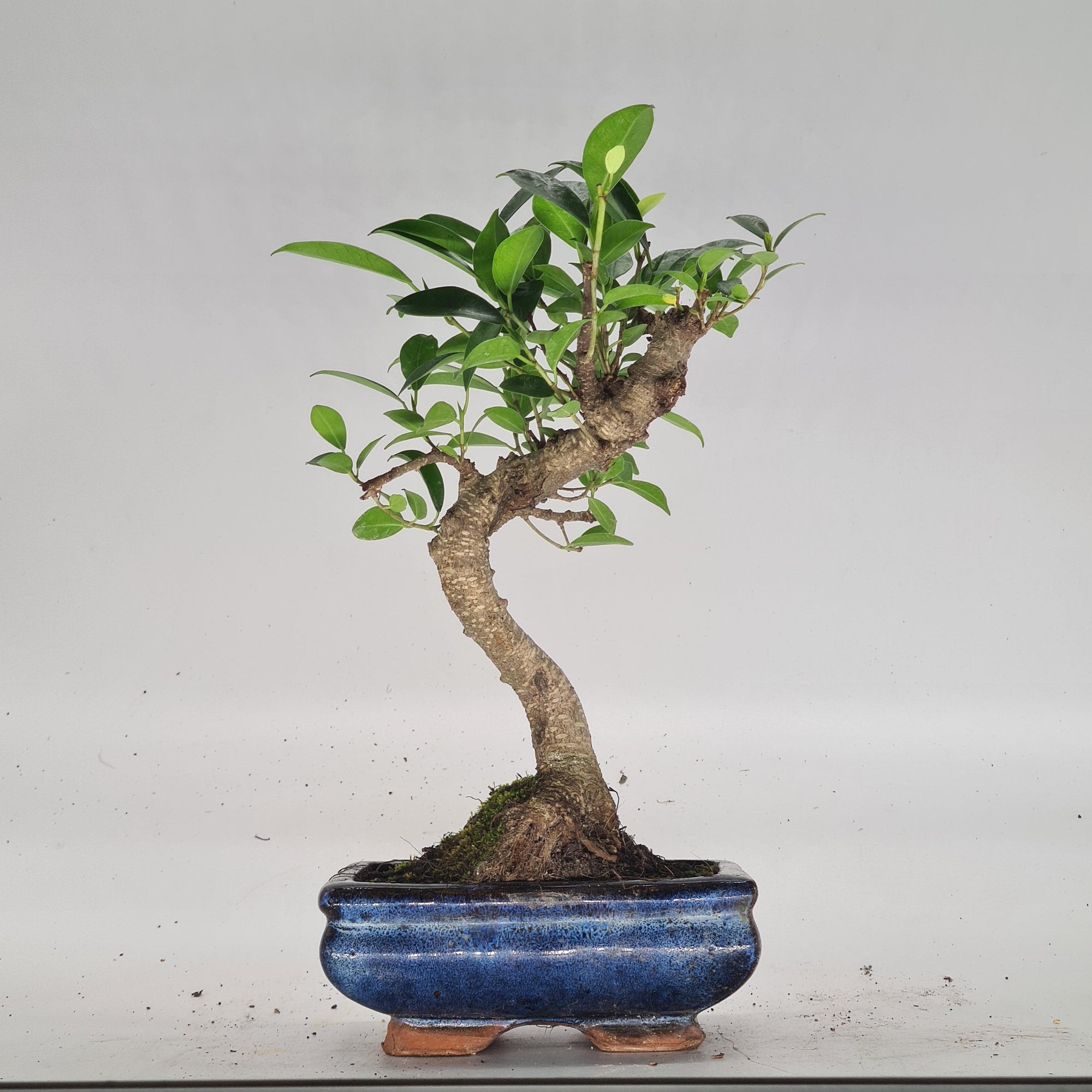 Ficus Microcarpa (Banyan Fig) Indoor Bonsai Tree | Shaped | In 15cm Pot  S25884