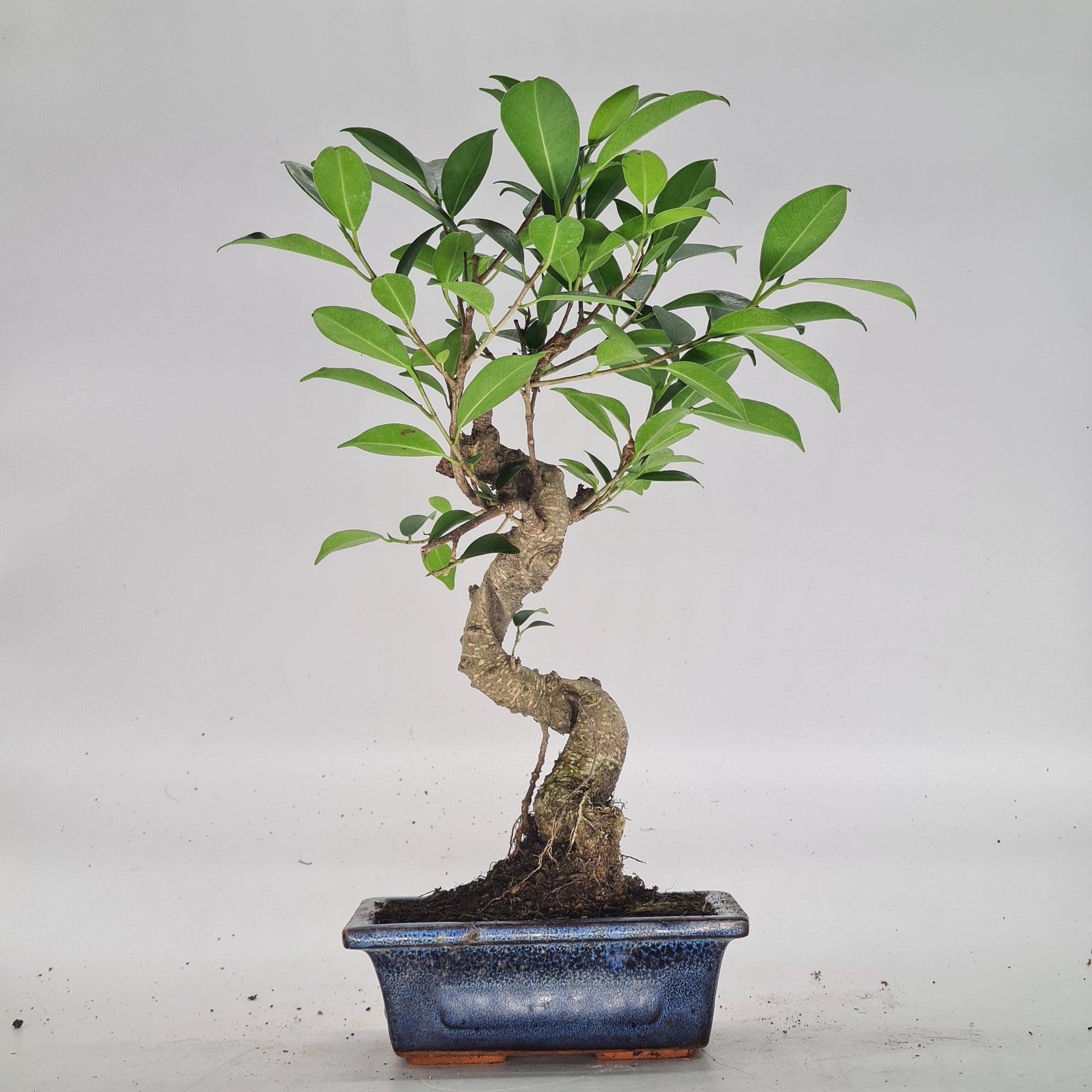 Ficus Microcarpa (Banyan Fig) Indoor Bonsai Tree | Shaped | In 15cm Pot  S25884