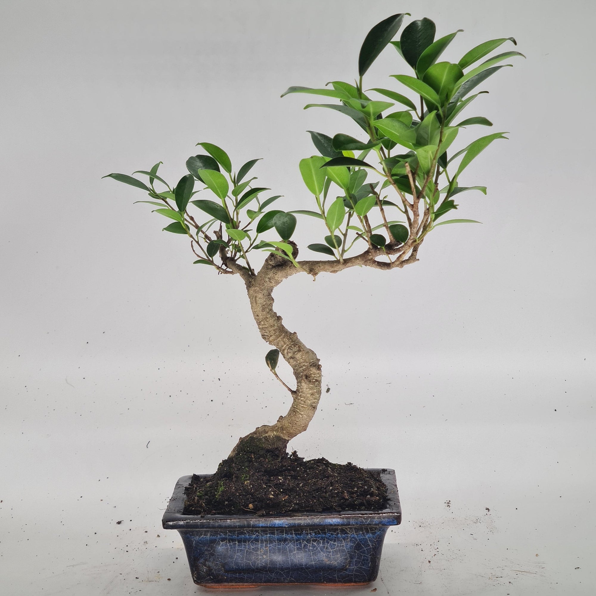 Ficus Microcarpa (Banyan Fig) Indoor Bonsai Tree | Shaped | In 15cm Pot  S25884