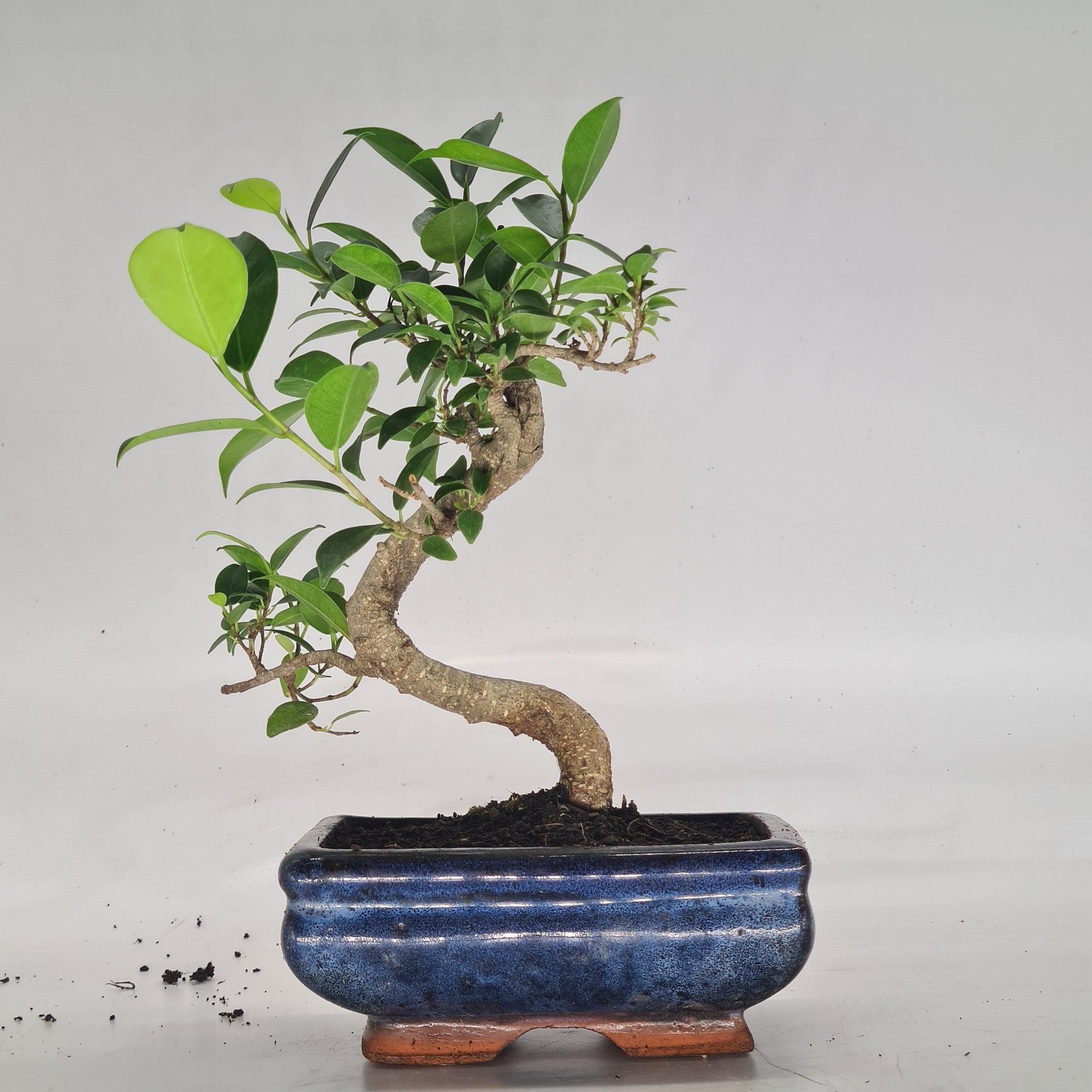 Ficus Microcarpa (Banyan Fig) Indoor Bonsai Tree | Shaped | In 15cm Pot  S25884