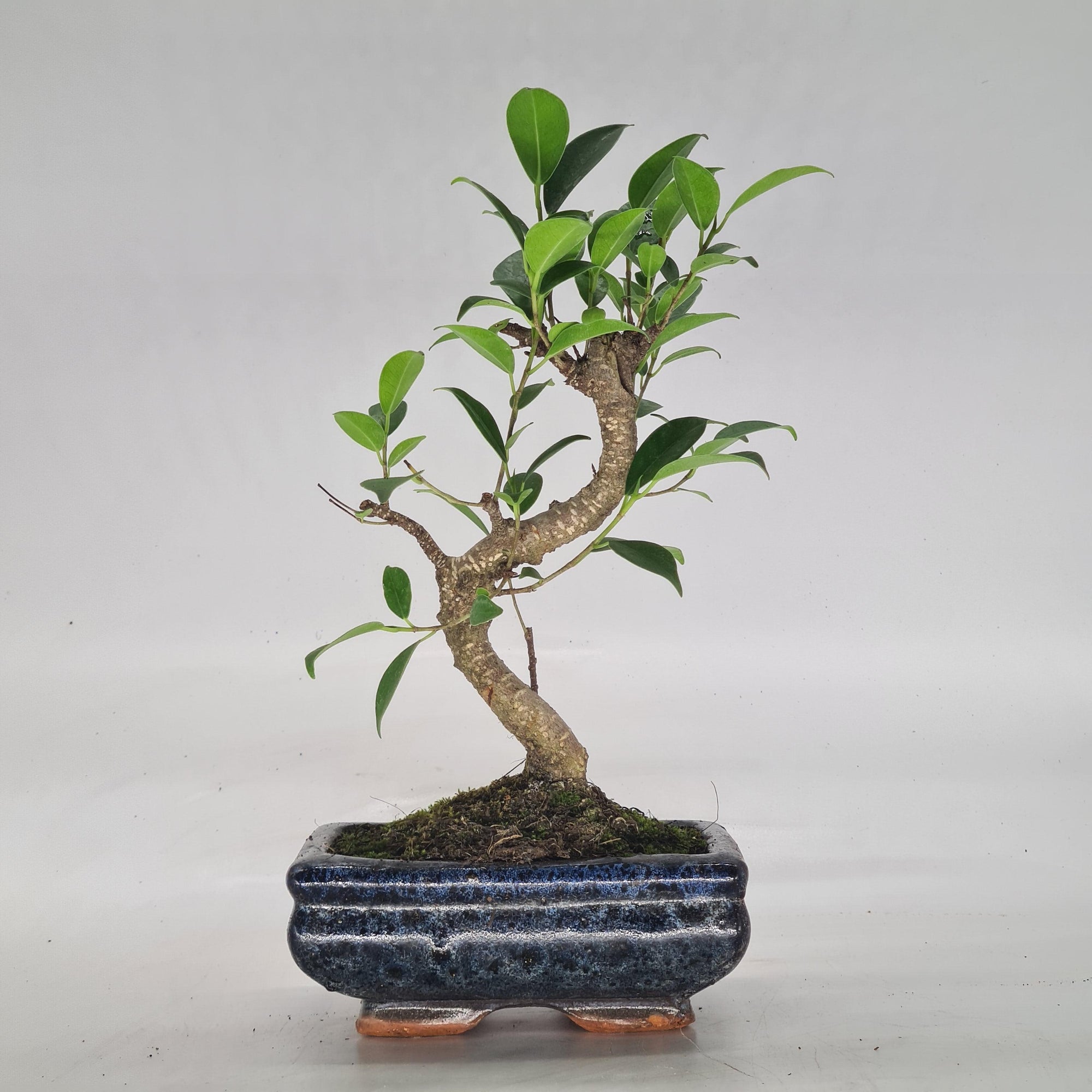 Ficus Microcarpa (Banyan Fig) Indoor Bonsai Tree | Shaped | In 15cm Pot  S25884