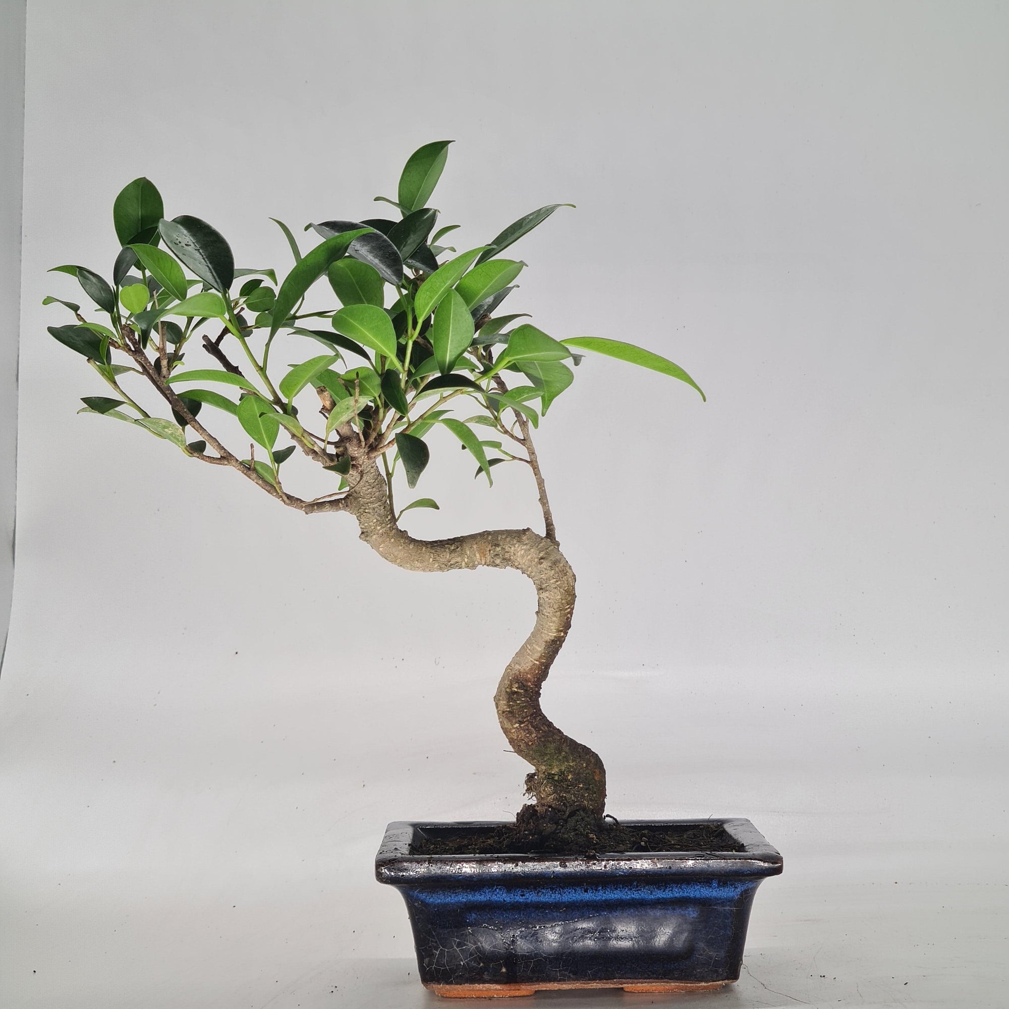 Ficus Microcarpa (Banyan Fig) Indoor Bonsai Tree | Shaped | In 15cm Pot  S25884