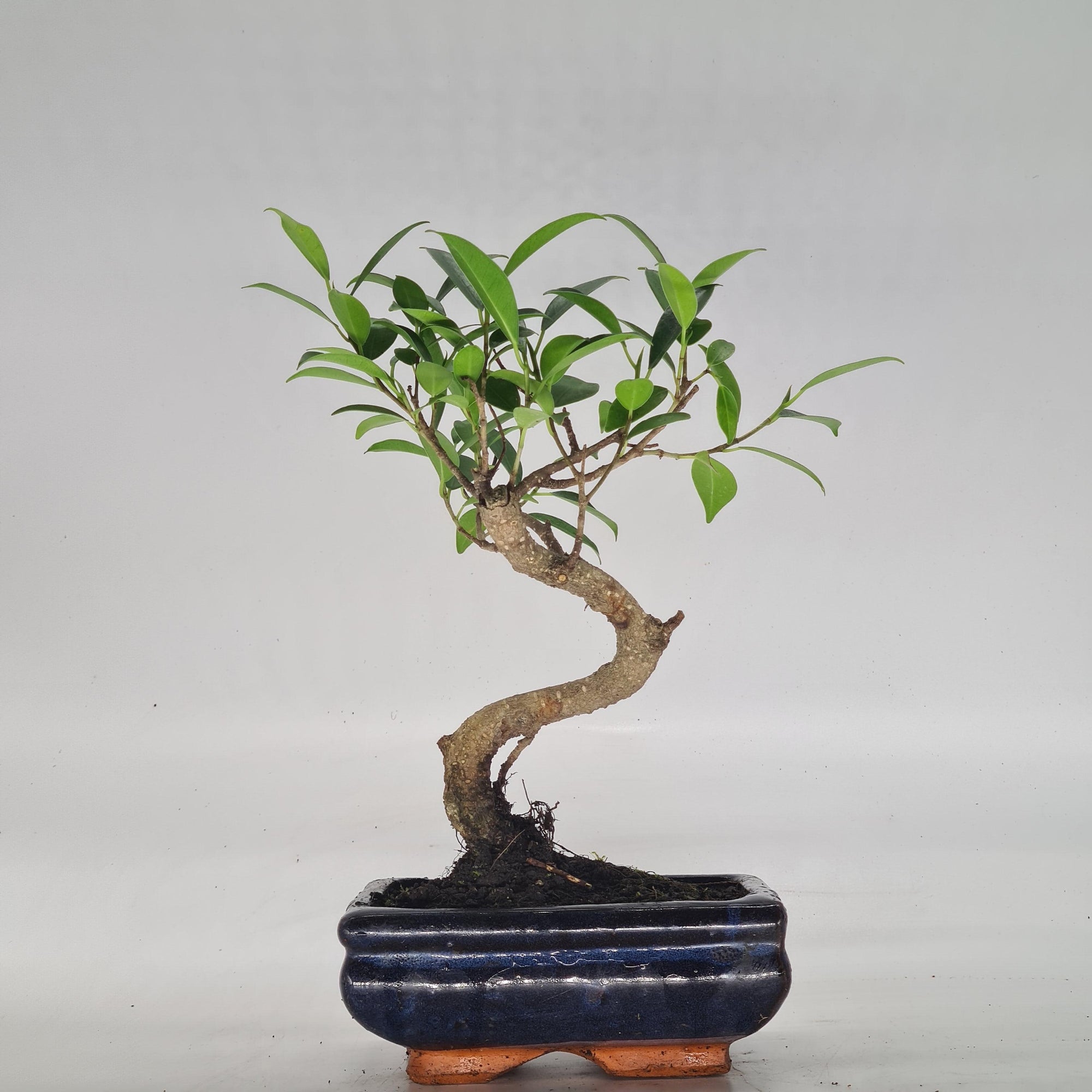 Ficus Microcarpa (Banyan Fig) Indoor Bonsai Tree | Shaped | In 15cm Pot  S25884