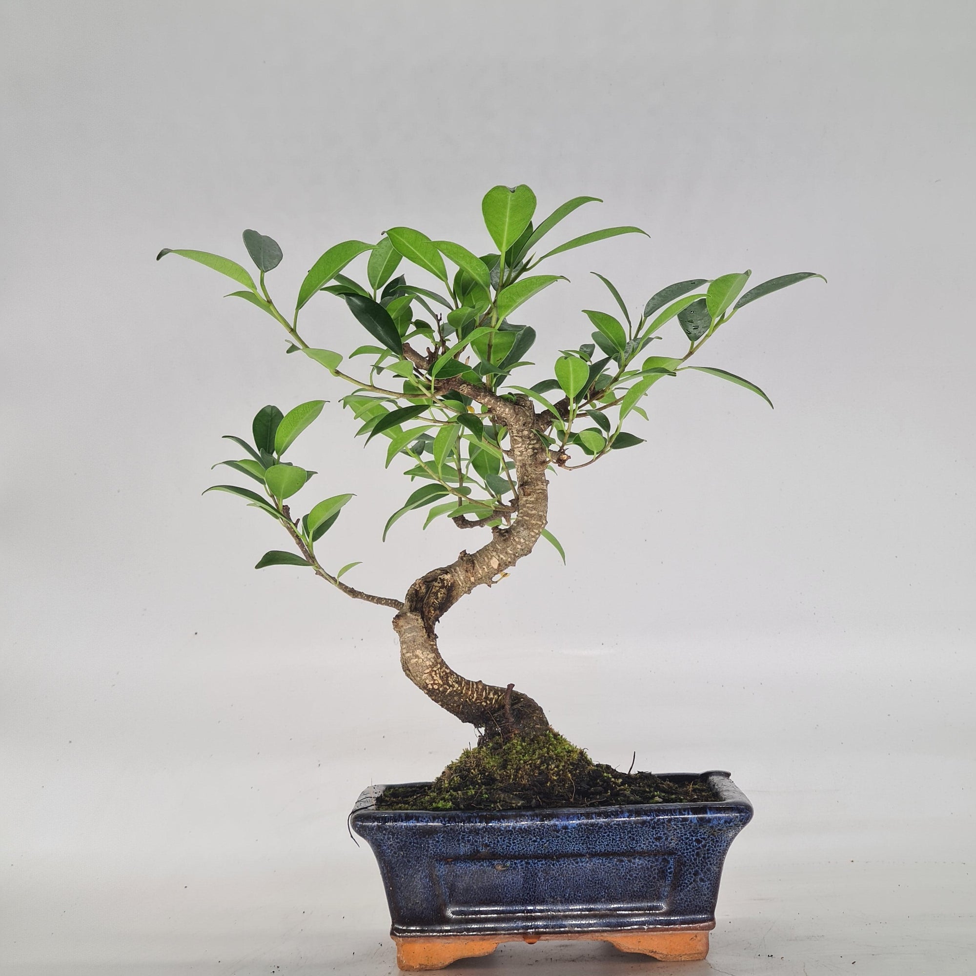 Ficus Microcarpa (Banyan Fig) Indoor Bonsai Tree | Shaped | In 15cm Pot  S25884