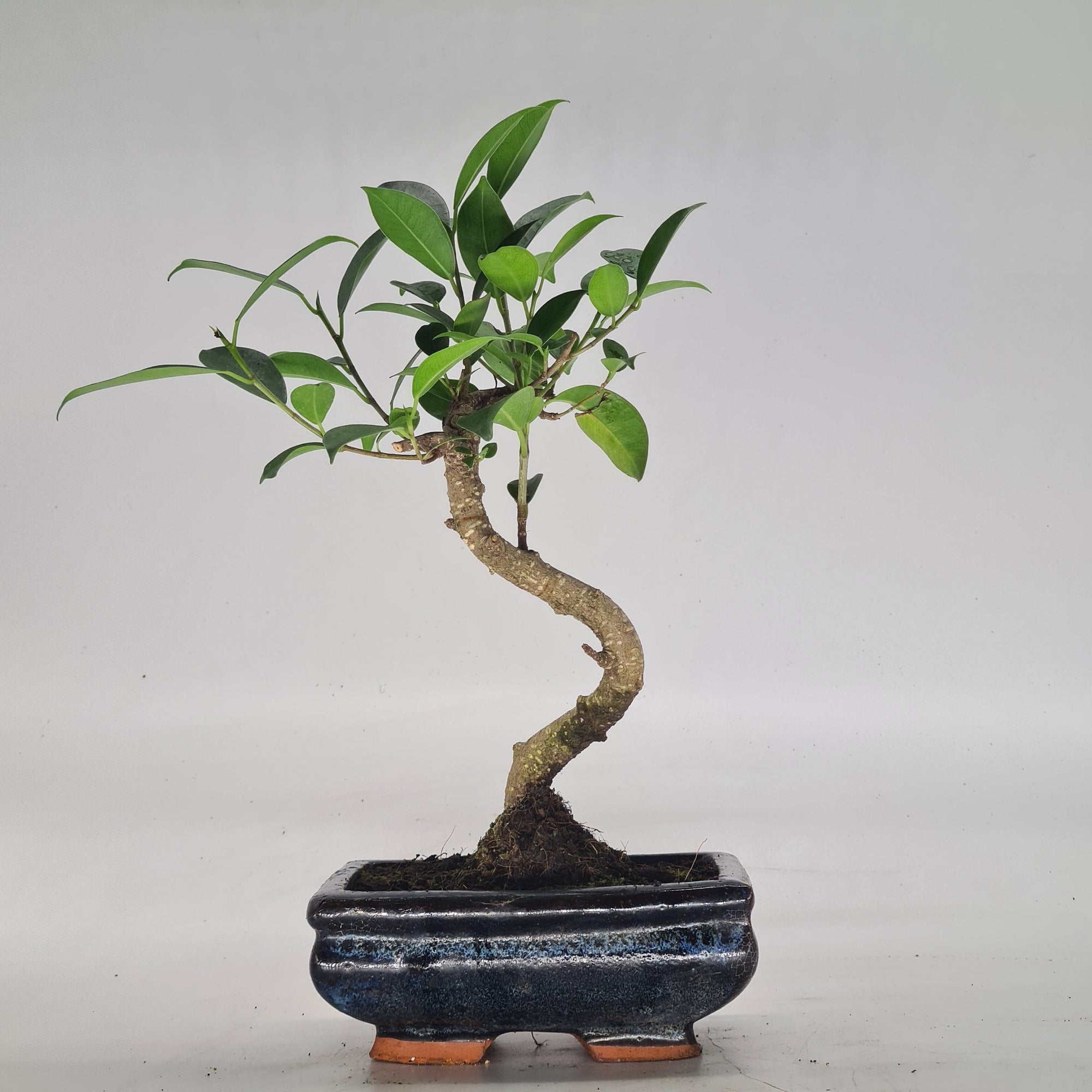 Ficus Microcarpa (Banyan Fig) Indoor Bonsai Tree | Shaped | In 15cm Pot  S25884