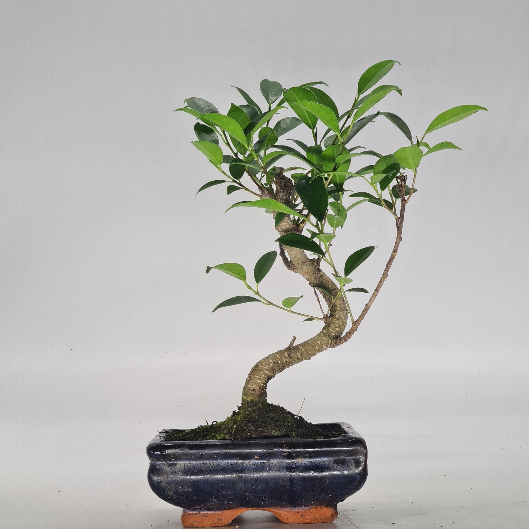 Ficus Microcarpa (Banyan Fig) Indoor Bonsai Tree | Shaped | In 15cm Pot  S25884