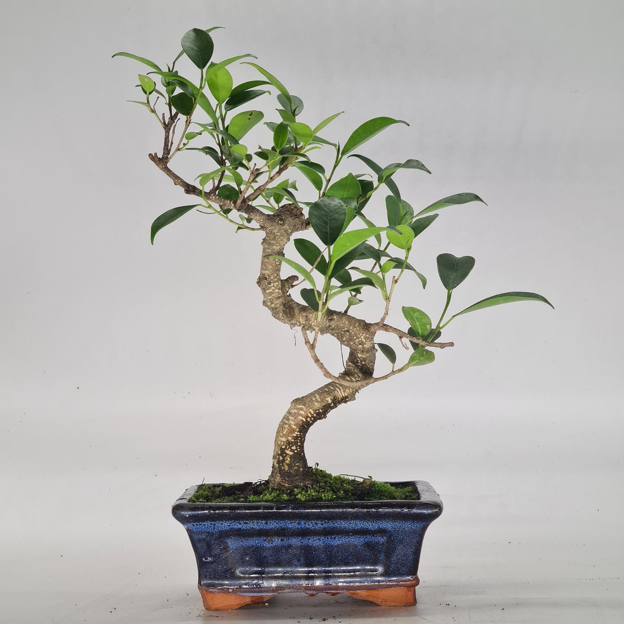 Ficus Microcarpa (Banyan Fig) Indoor Bonsai Tree | Shaped | In 15cm Pot  S25884