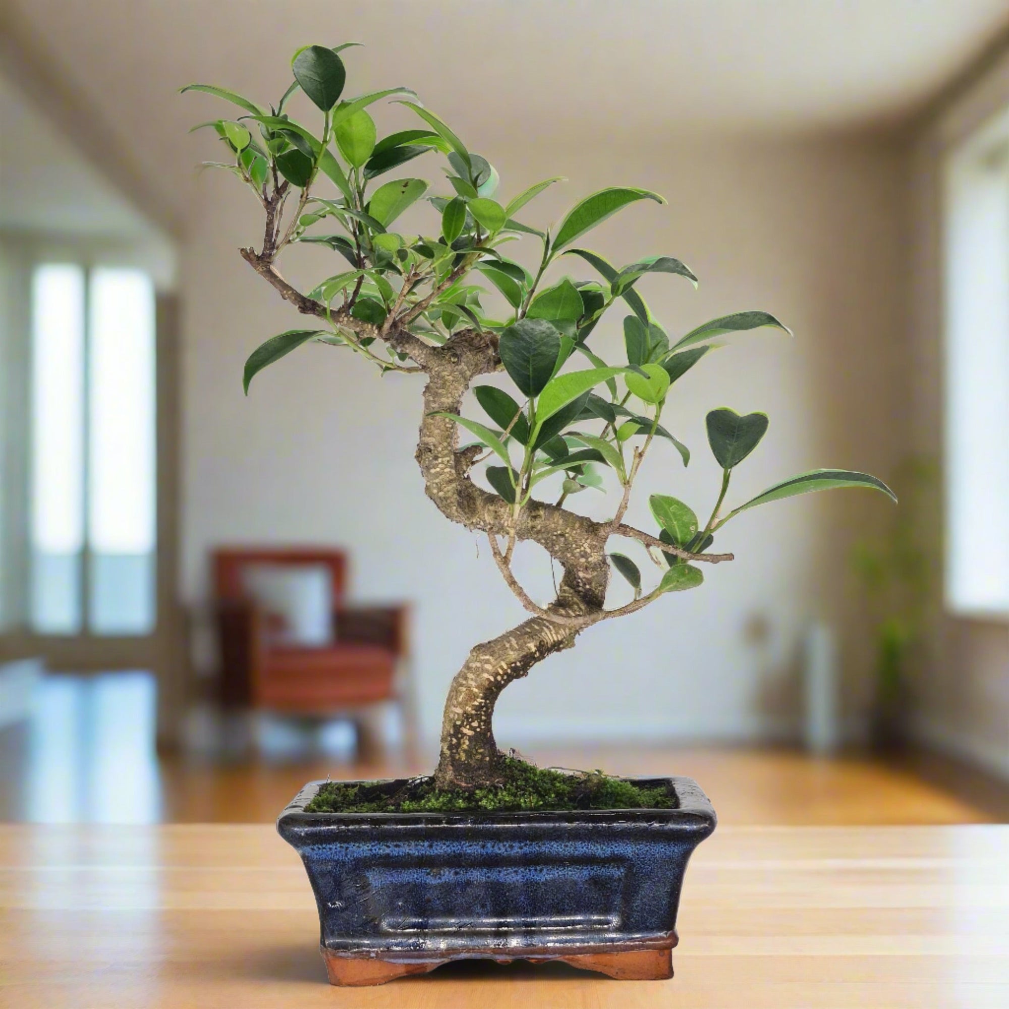 Ficus Microcarpa (Banyan Fig) Indoor Bonsai Tree | Shaped | In 15cm Pot  S25884