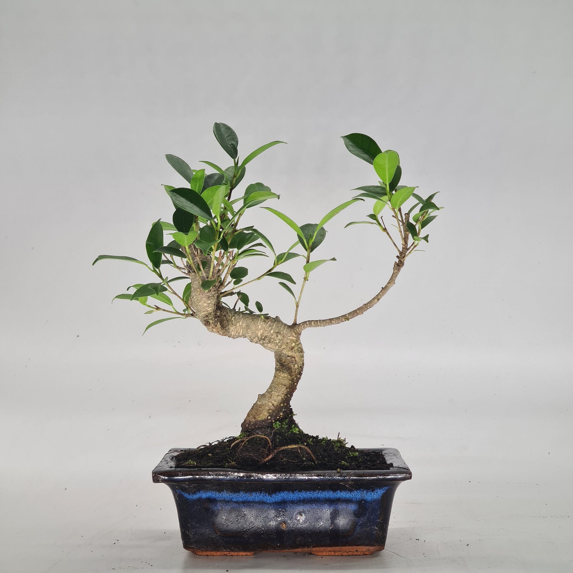 Ficus Microcarpa (Banyan Fig) Indoor Bonsai Tree | Shaped | In 15cm Pot  S25884