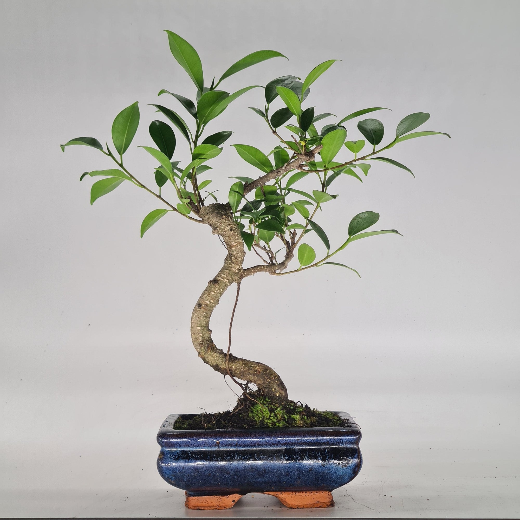 Ficus Microcarpa (Banyan Fig) Indoor Bonsai Tree | Shaped | In 15cm Pot  S25884