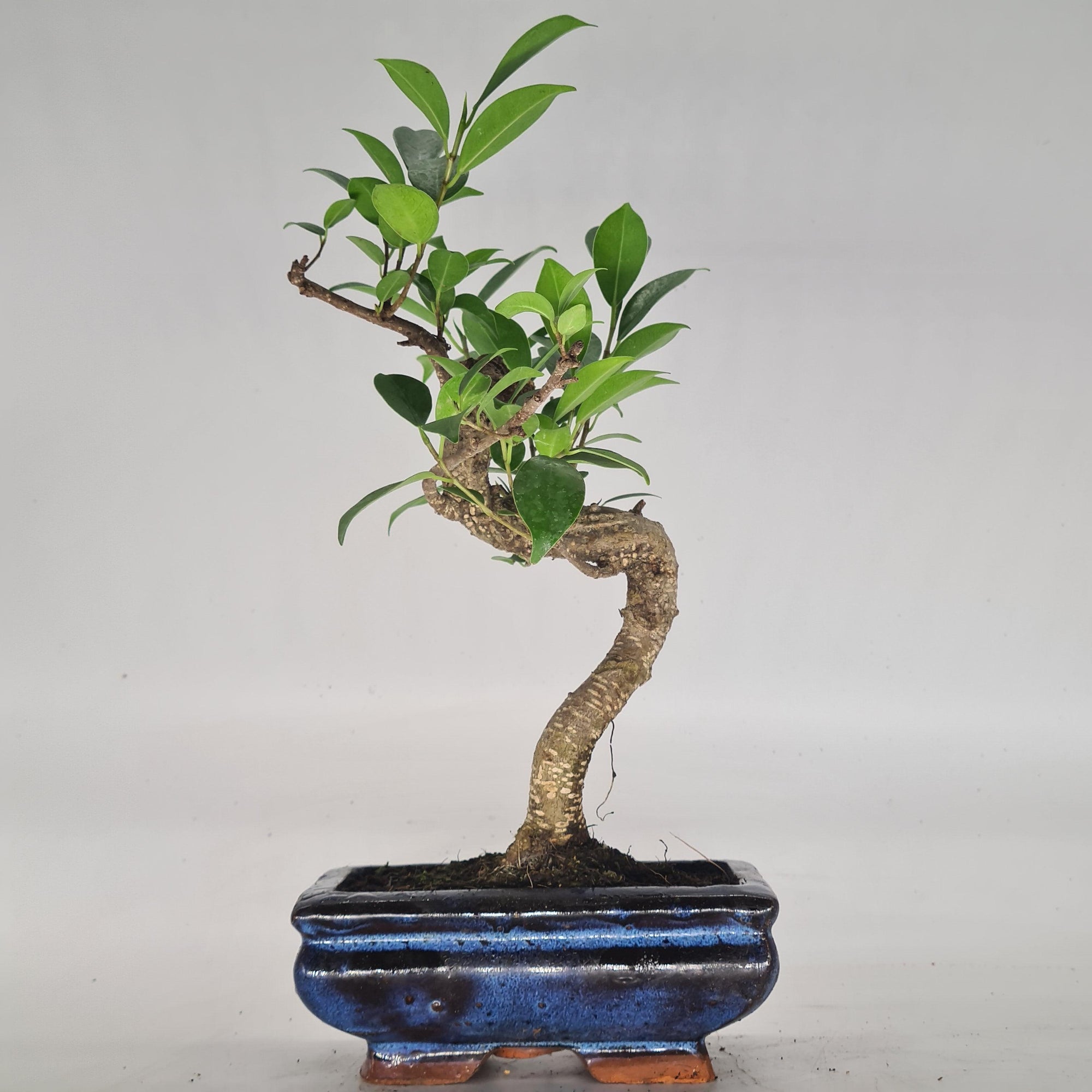 Ficus Microcarpa (Banyan Fig) Indoor Bonsai Tree | Shaped | In 15cm Pot  S25884