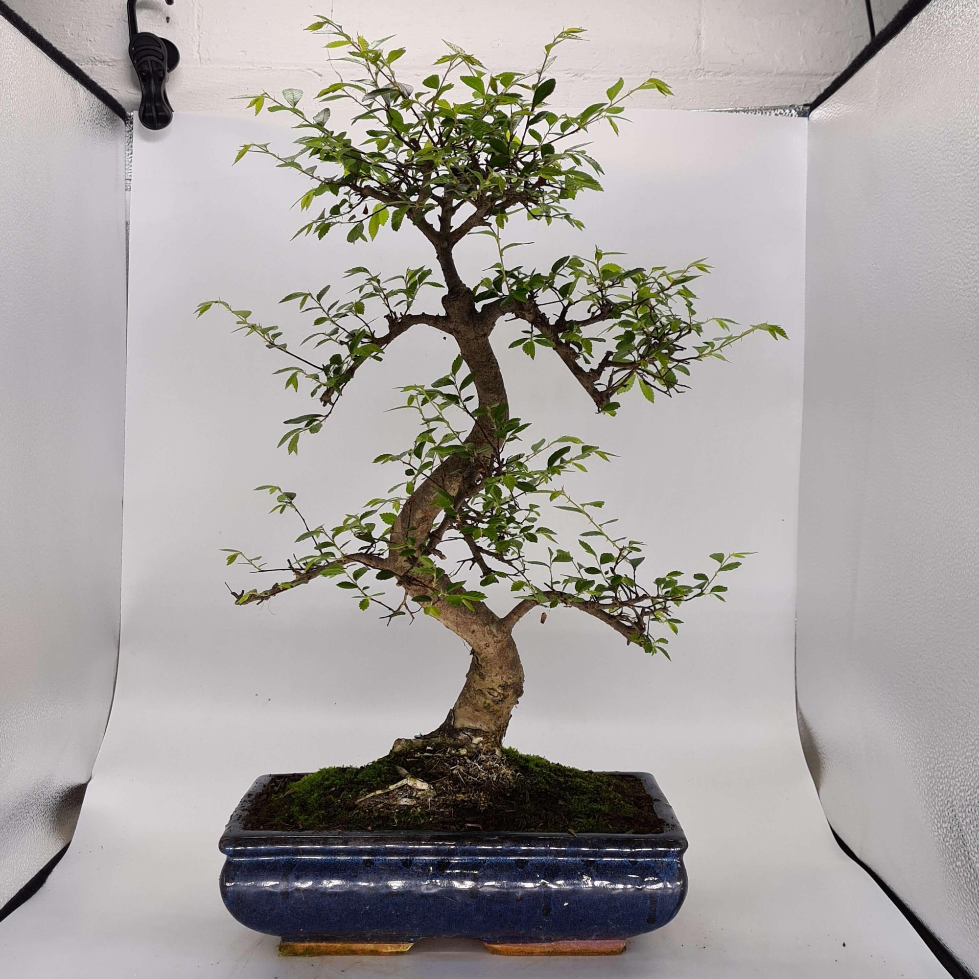 Chinese Elm (Ulmus Parvifolia) Bonsai Tree | Shaped | In 30cm Pot  | S251972
