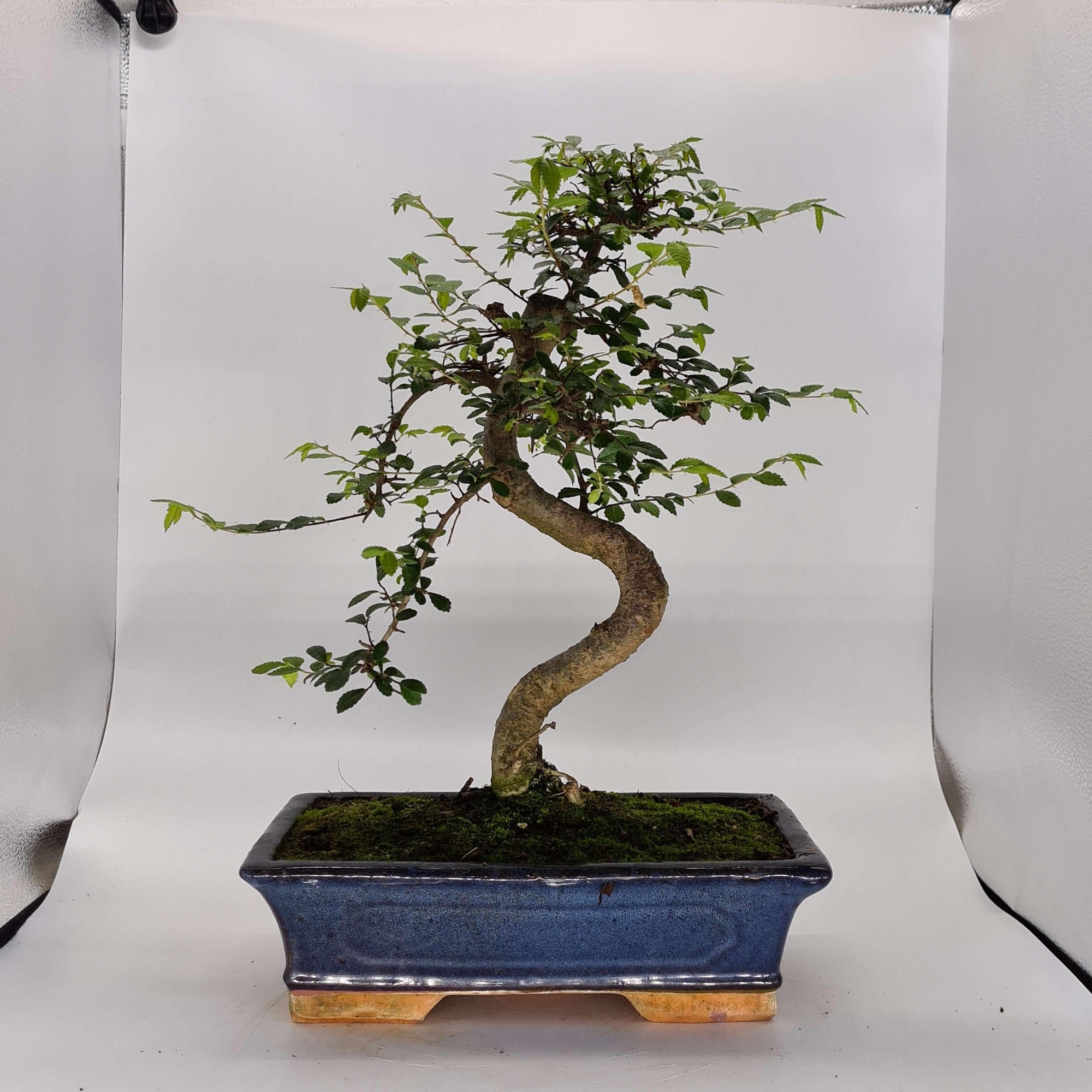 Chinese Elm (Ulmus Parvifolia) Bonsai Tree | Shaped | In 30cm Pot  | S251972