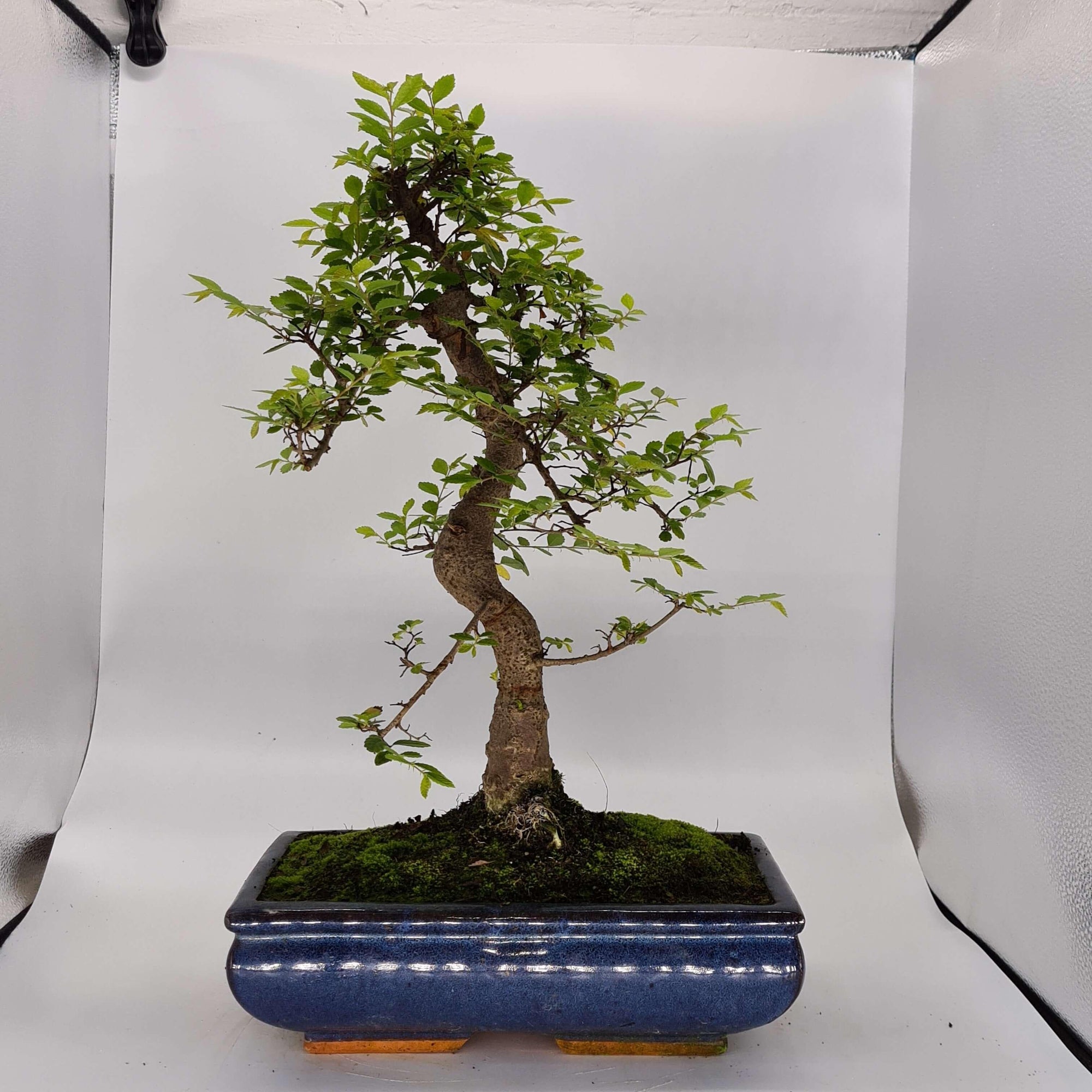 Chinese Elm (Ulmus Parvifolia) Bonsai Tree | Shaped | In 30cm Pot  | S251972
