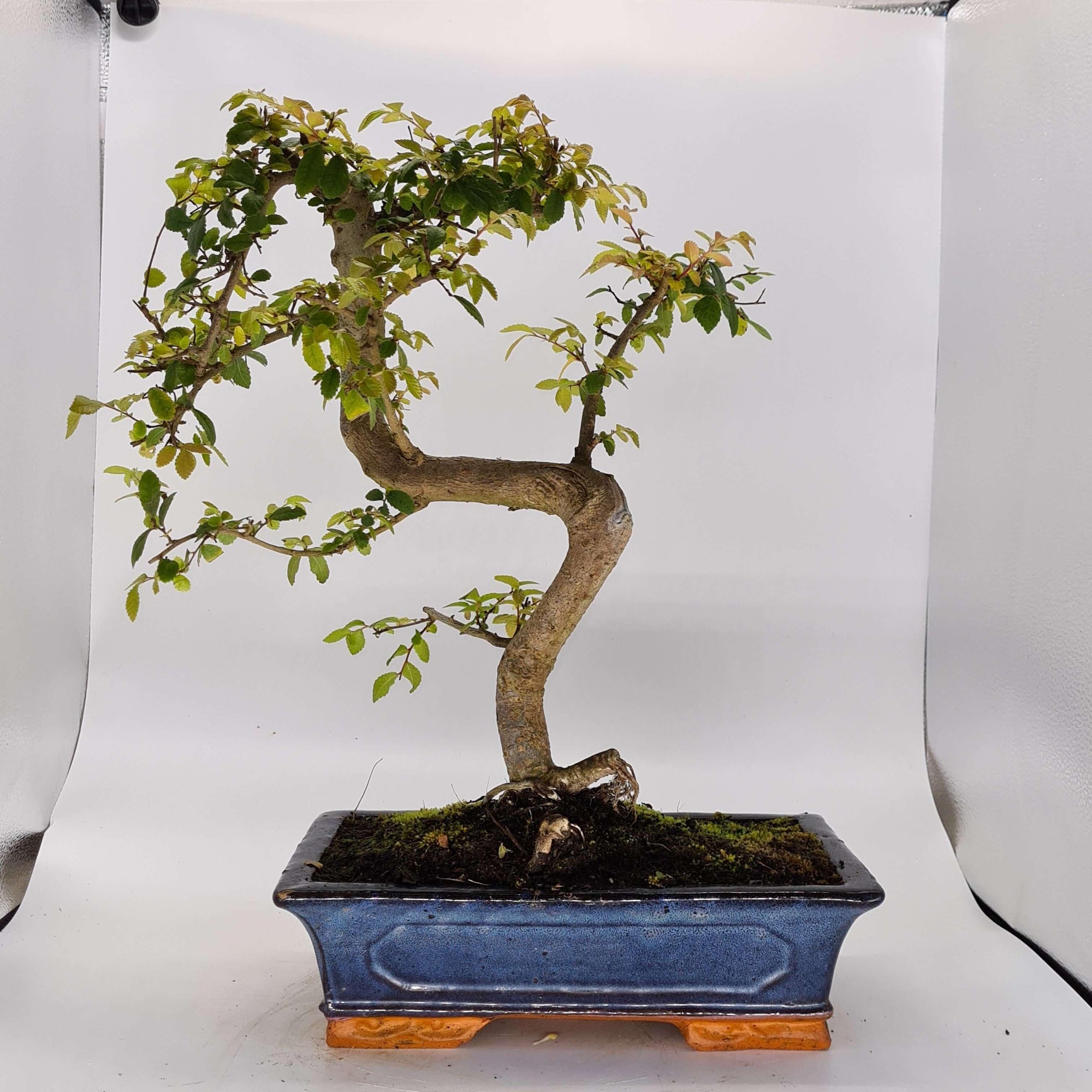 Chinese Elm (Ulmus Parvifolia) Bonsai Tree | Shaped | In 30cm Pot  | S251972