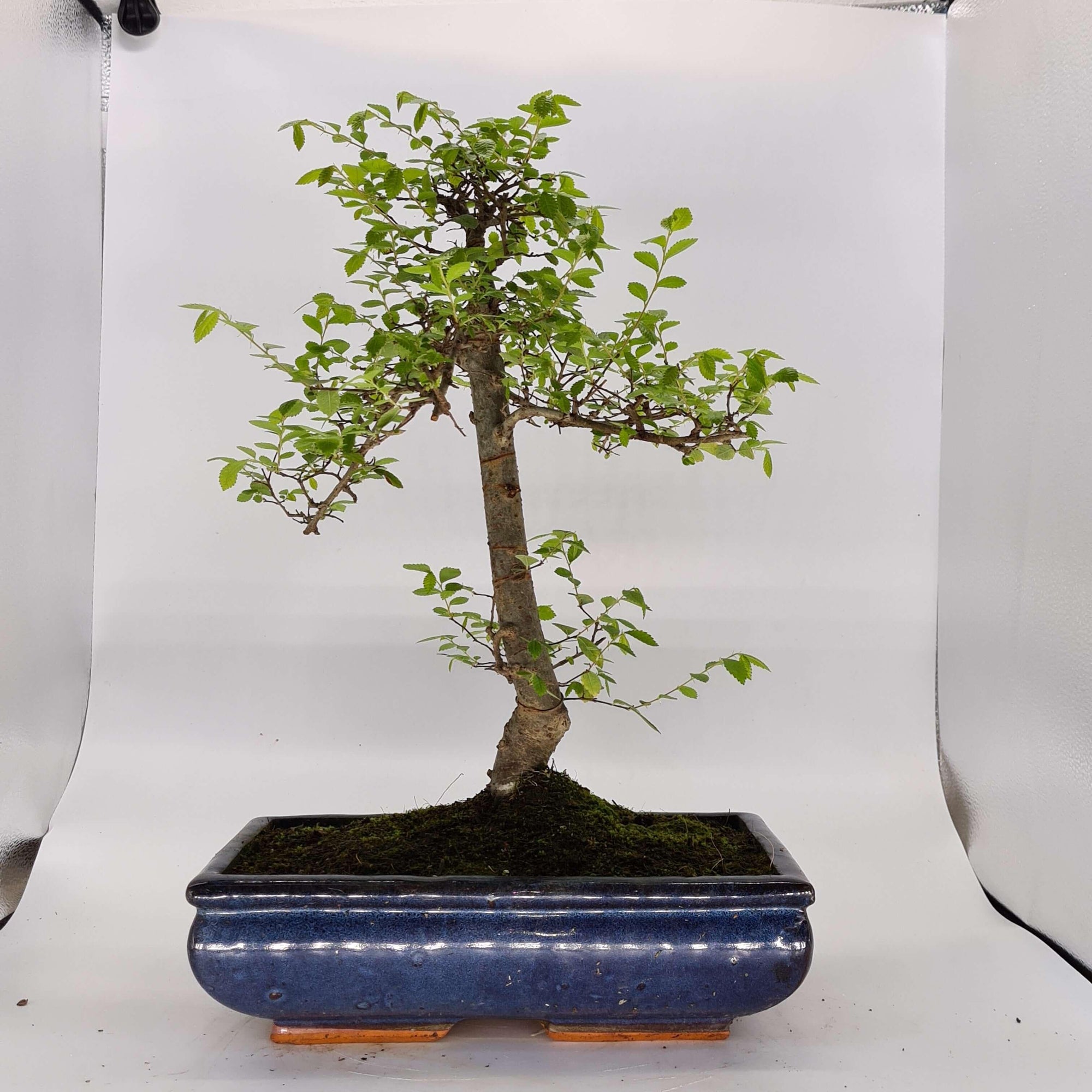 Chinese Elm (Ulmus Parvifolia) Bonsai Tree | Shaped | In 30cm Pot  | S251972