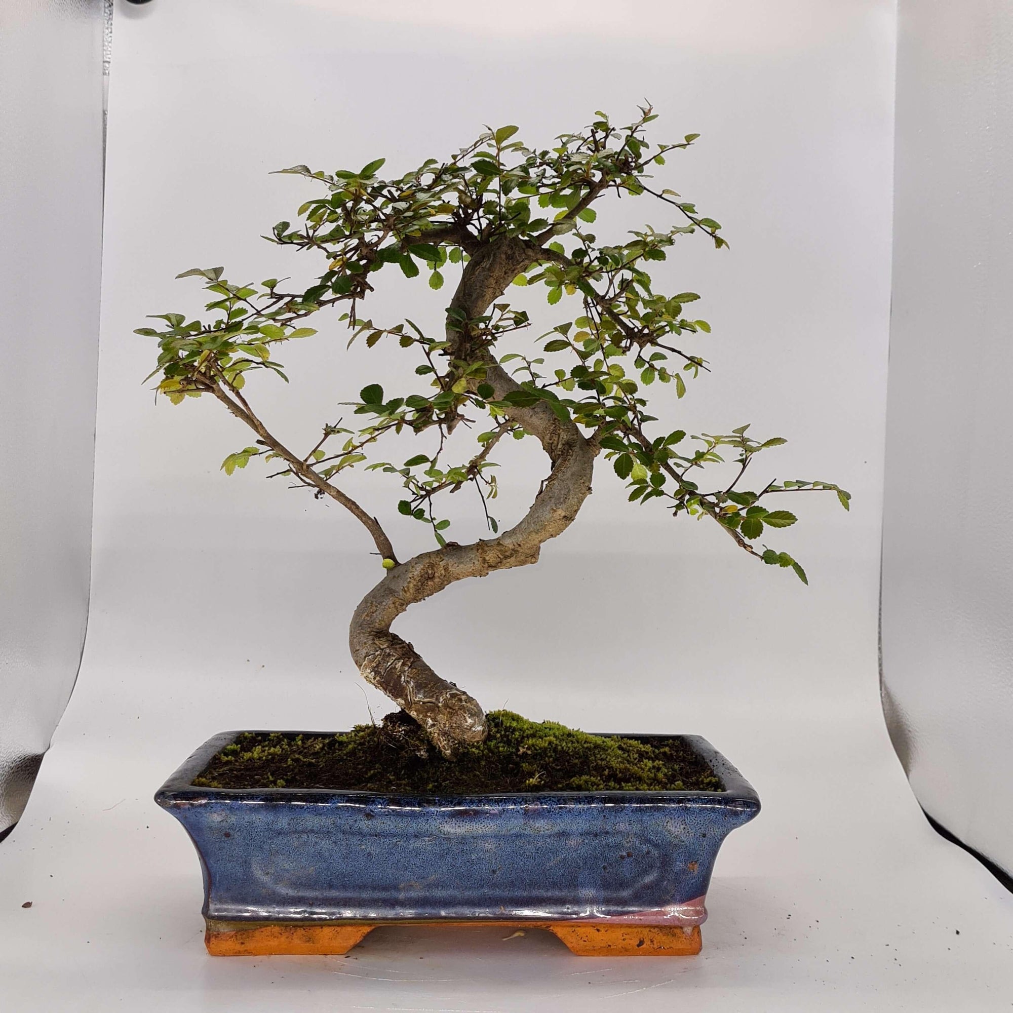 Chinese Elm (Ulmus Parvifolia) Bonsai Tree | Shaped | In 30cm Pot  | S251972