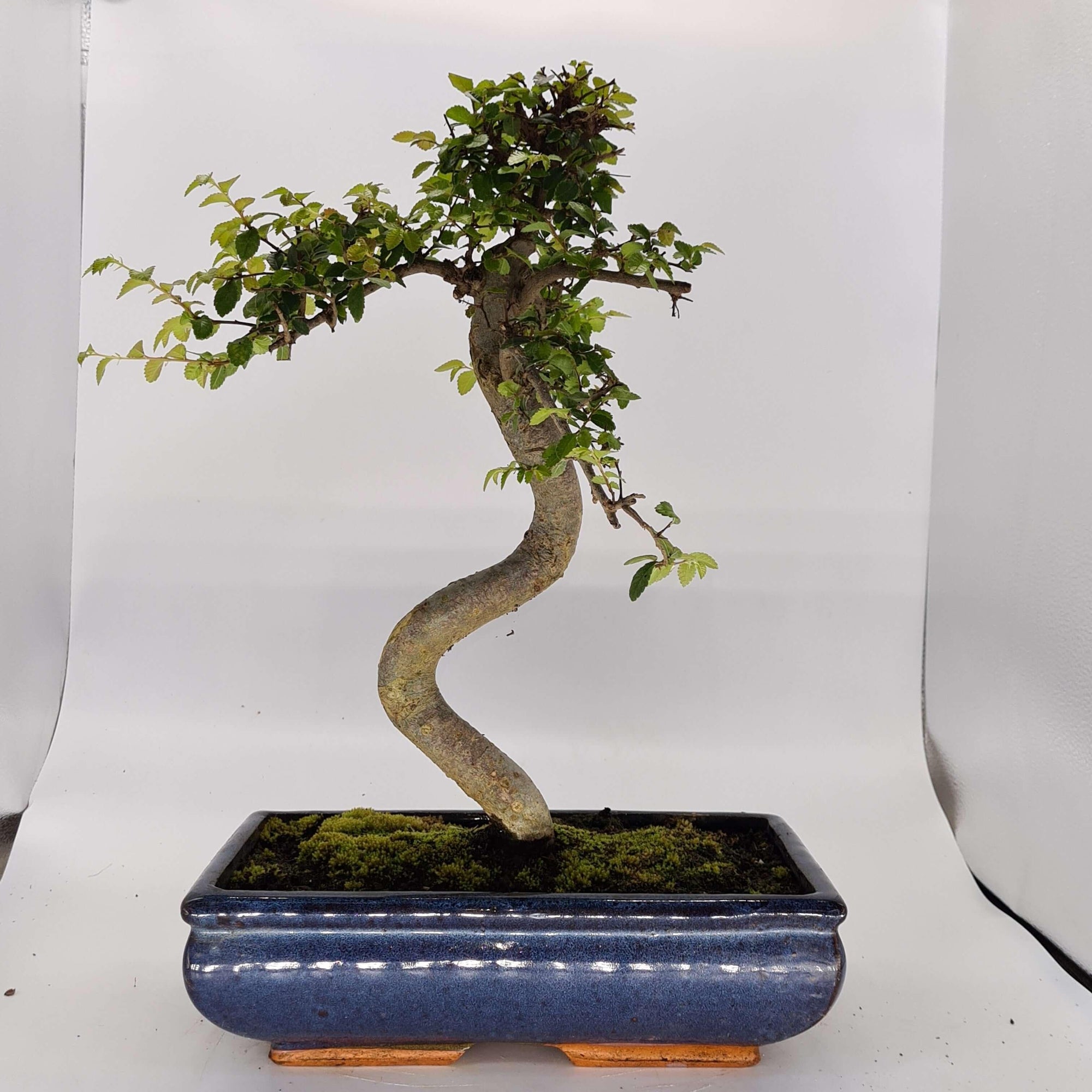 Chinese Elm (Ulmus Parvifolia) Bonsai Tree | Shaped | In 30cm Pot  | S251972