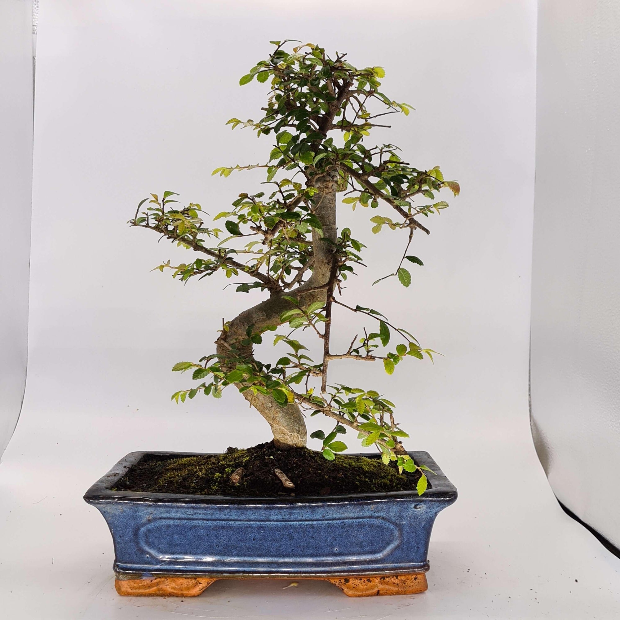 Chinese Elm (Ulmus Parvifolia) Bonsai Tree | Shaped | In 30cm Pot  | S251972