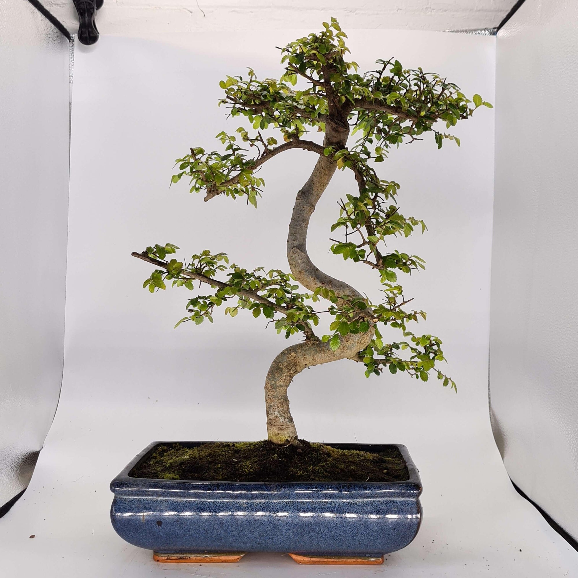 Chinese Elm (Ulmus Parvifolia) Bonsai Tree | Shaped | In 30cm Pot  | S251972