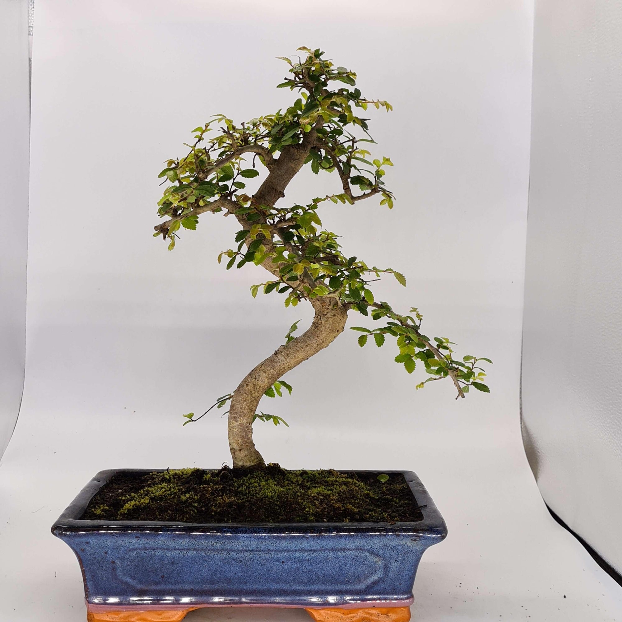 Chinese Elm (Ulmus Parvifolia) Bonsai Tree | Shaped | In 30cm Pot  | S251972