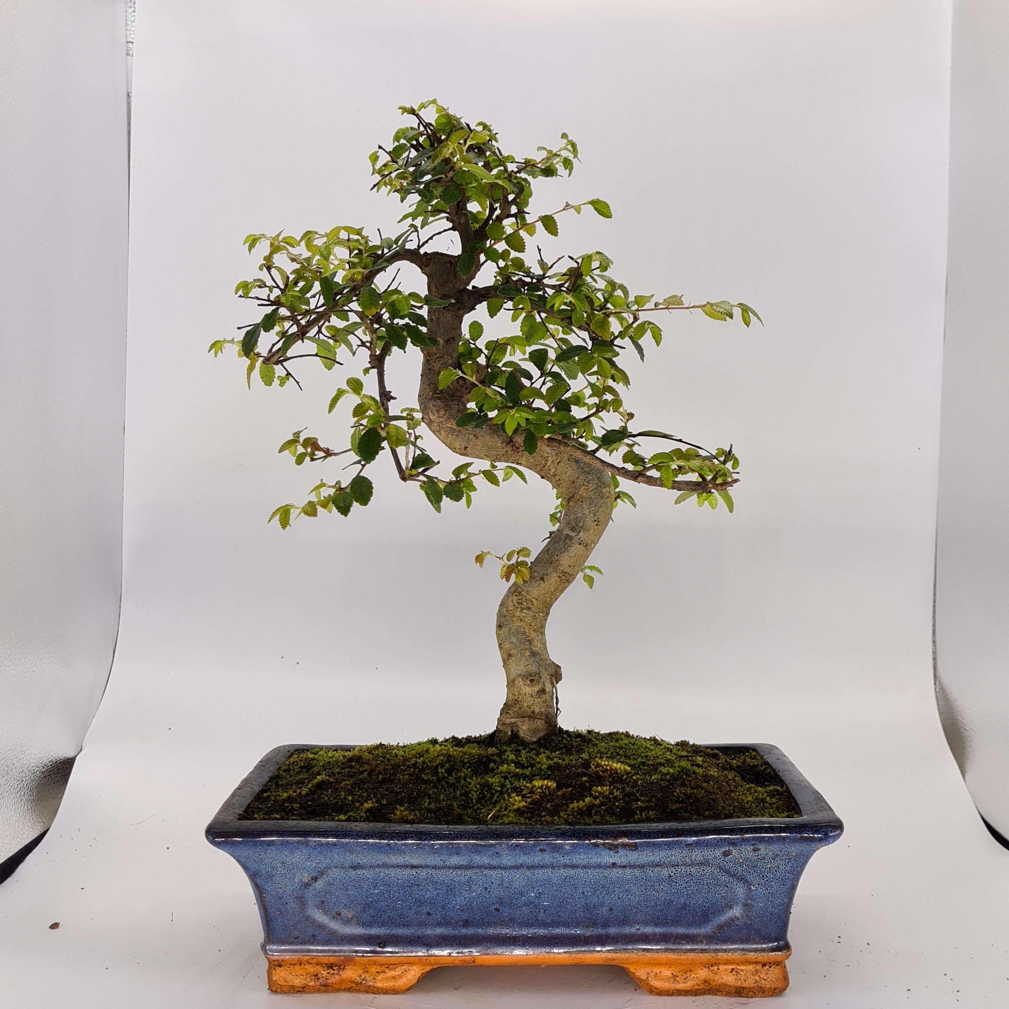 Chinese Elm (Ulmus Parvifolia) Bonsai Tree | Shaped | In 30cm Pot  | S251972