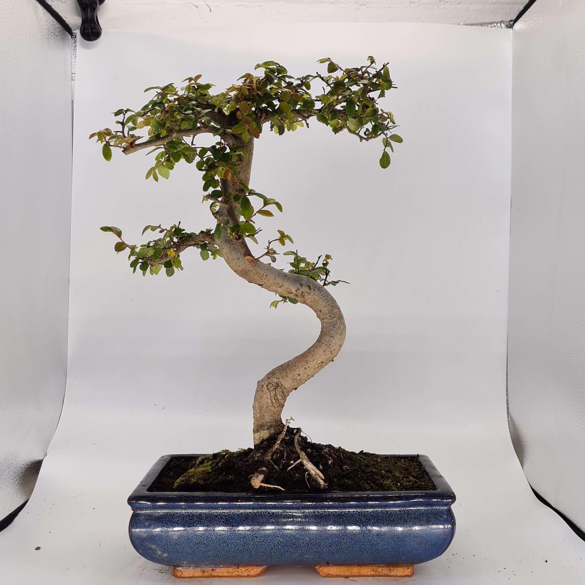 Chinese Elm (Ulmus Parvifolia) Bonsai Tree | Shaped | In 30cm Pot  | S251972