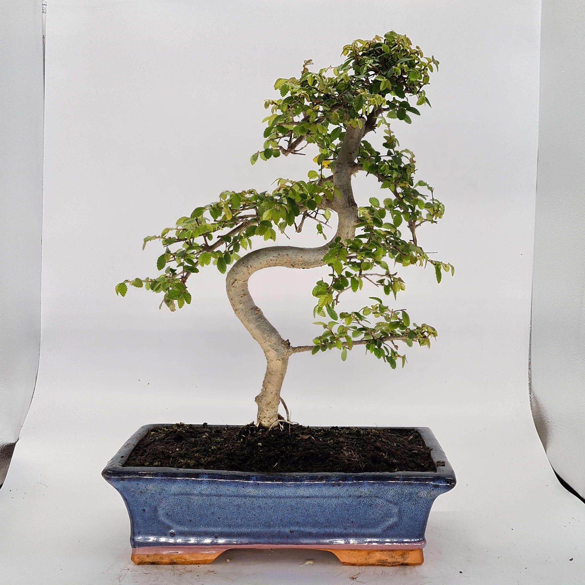 Chinese Elm (Ulmus Parvifolia) Bonsai Tree | Shaped | In 30cm Pot  | S251972