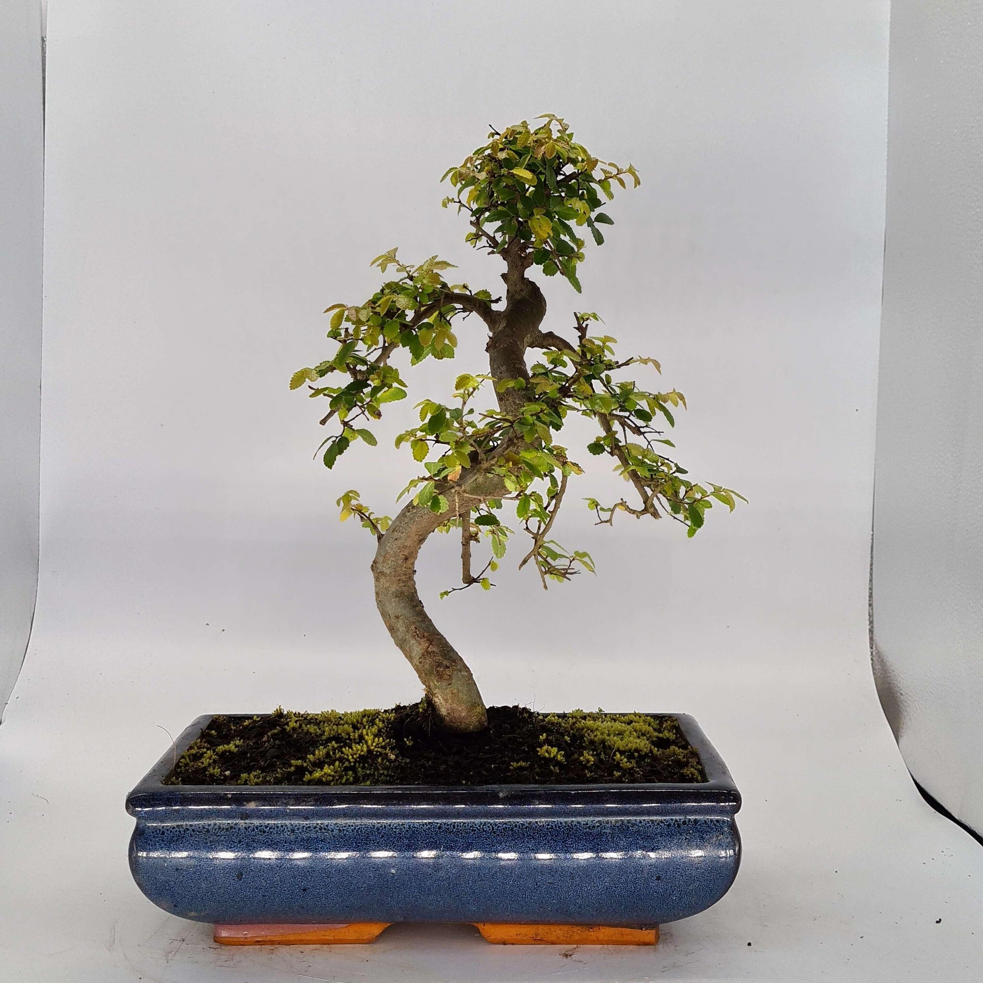 Chinese Elm (Ulmus Parvifolia) Bonsai Tree | Shaped | In 30cm Pot  | S251972