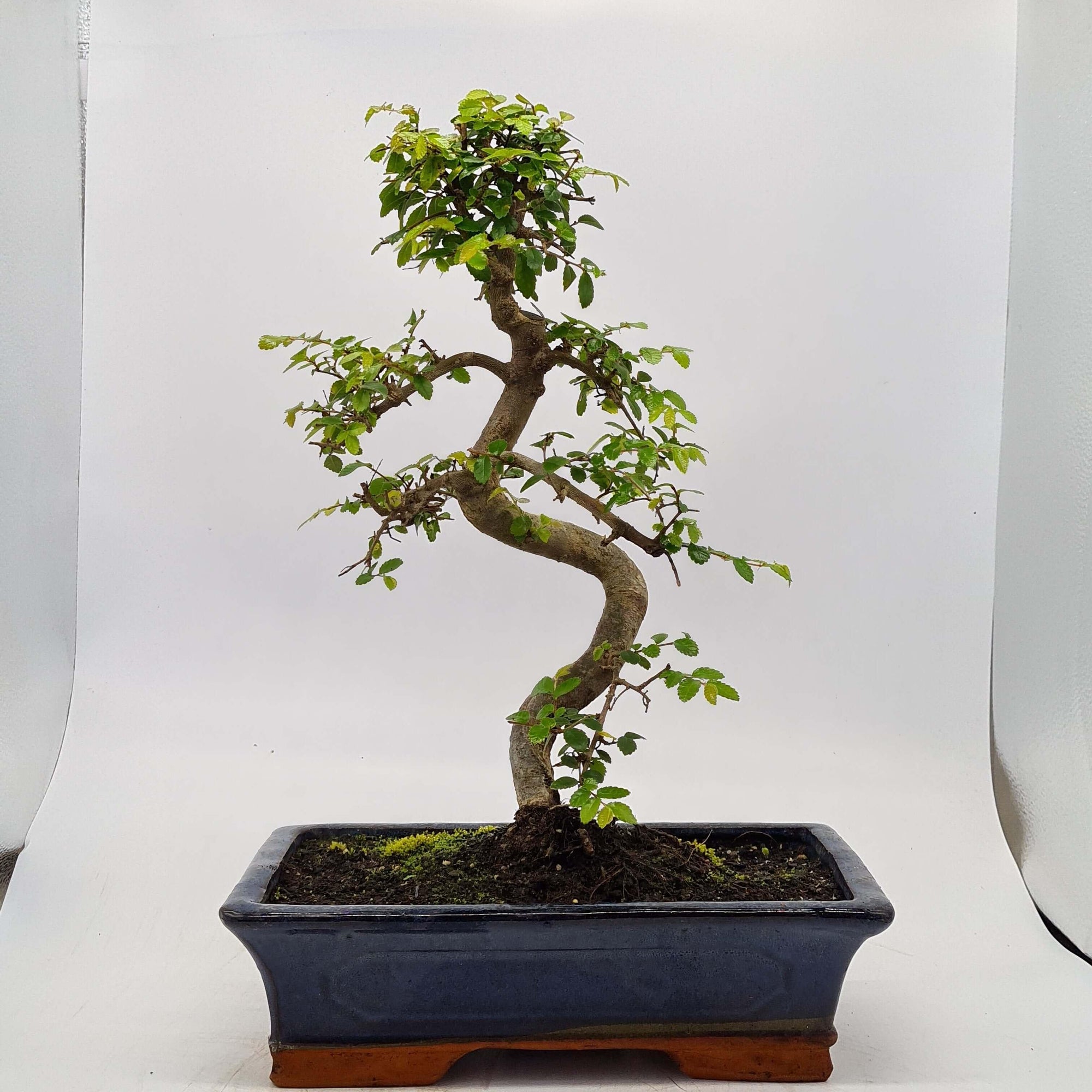 Chinese Elm (Ulmus Parvifolia) Bonsai Tree | Shaped | In 30cm Pot  | S251972