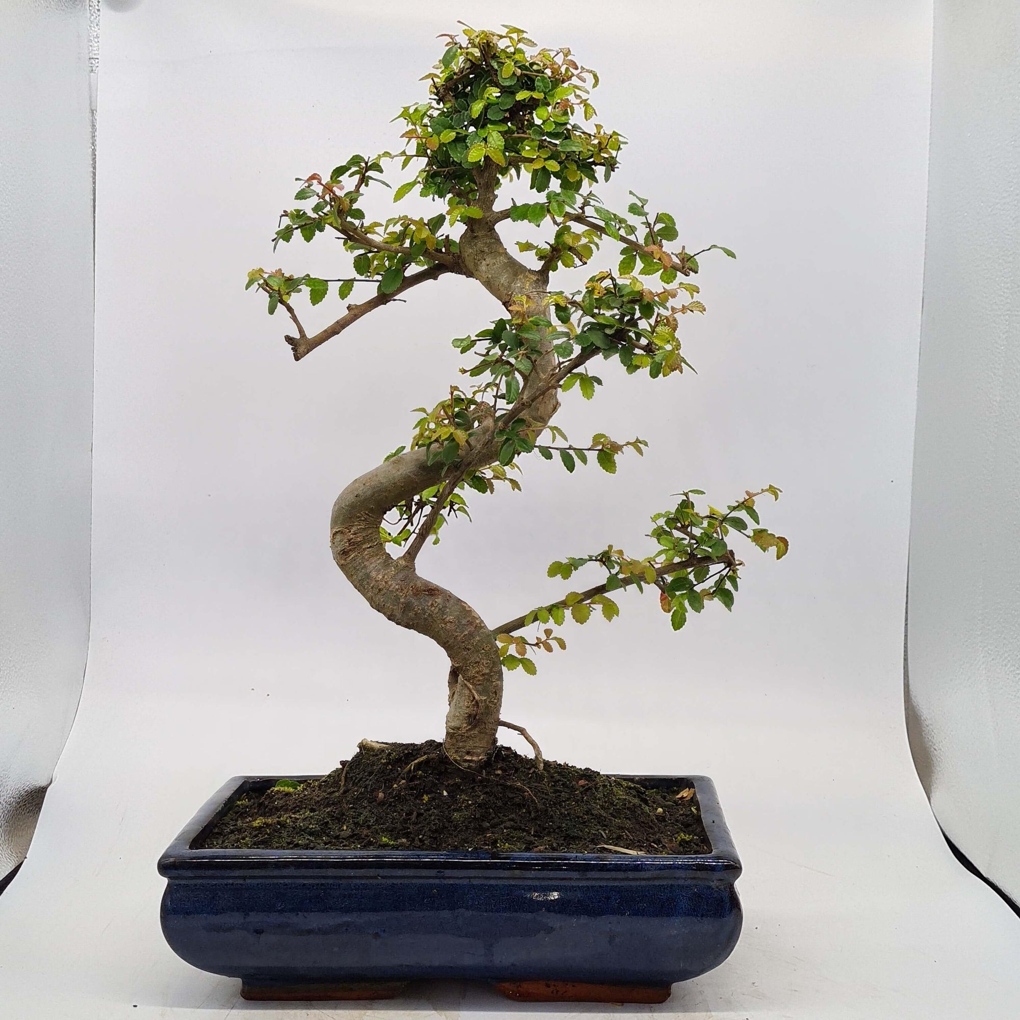 Chinese Elm (Ulmus Parvifolia) Bonsai Tree | Shaped | In 30cm Pot  | S251972