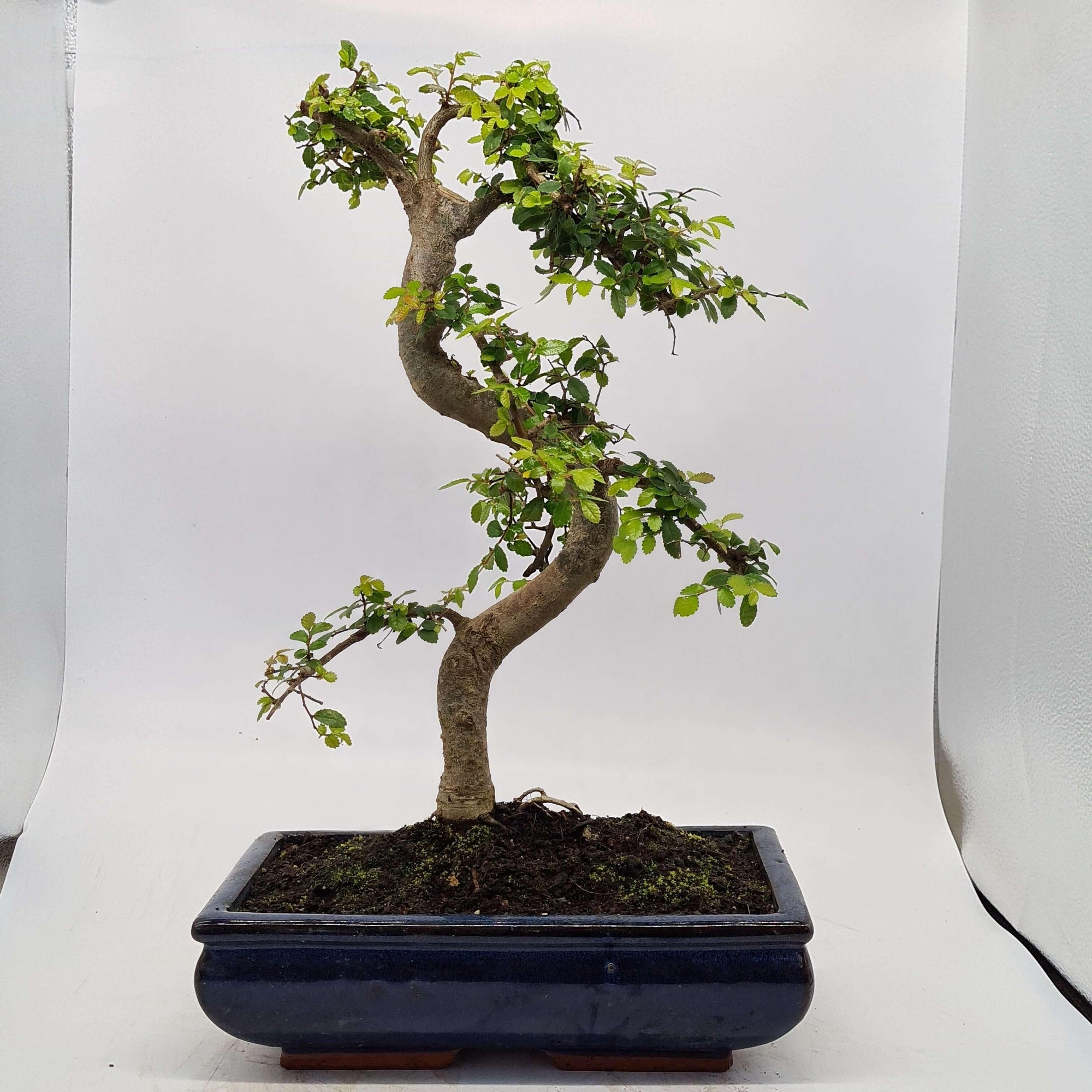 Chinese Elm (Ulmus Parvifolia) Bonsai Tree | Shaped | In 30cm Pot  | S251972