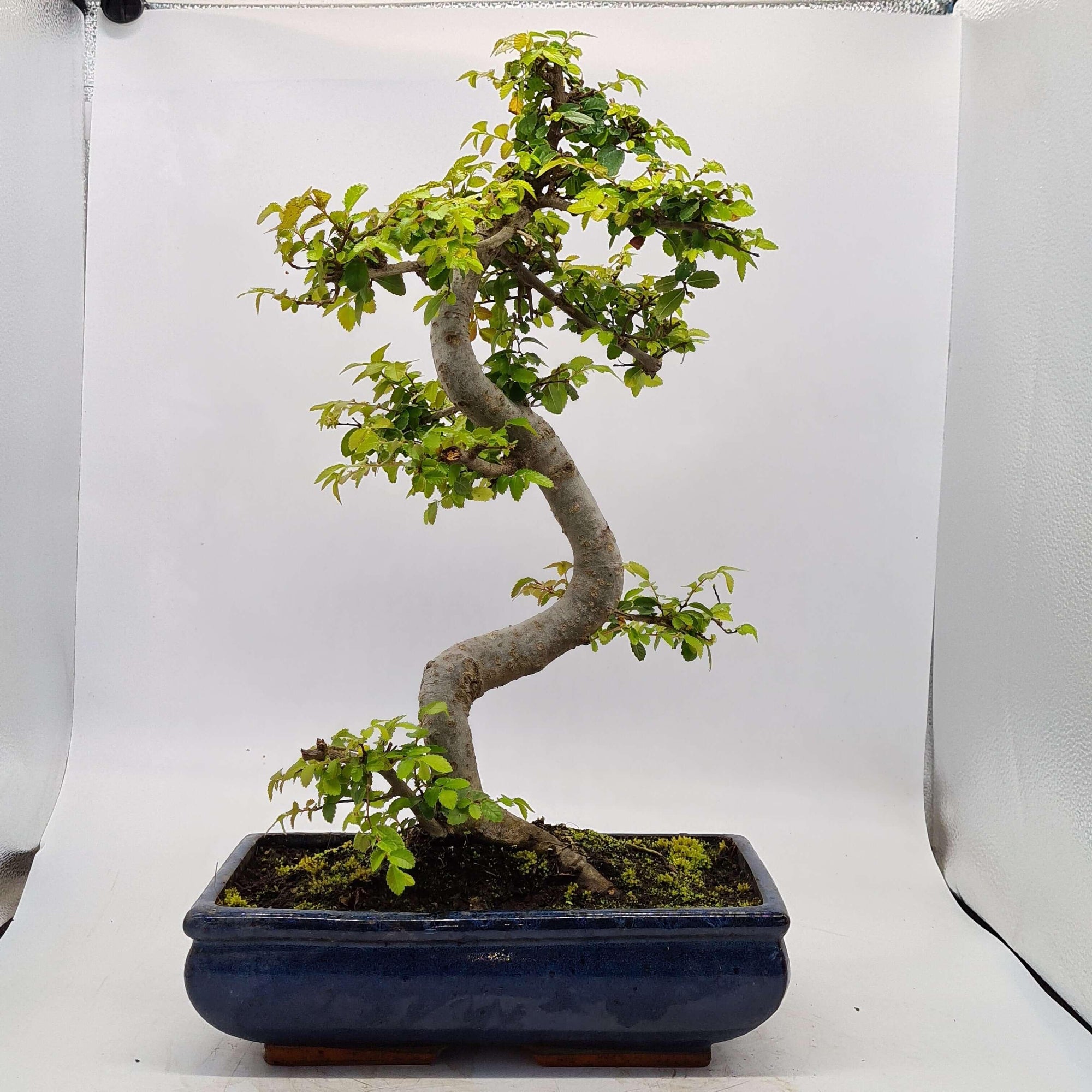 Chinese Elm (Ulmus Parvifolia) Bonsai Tree | Shaped | In 30cm Pot  | S251972