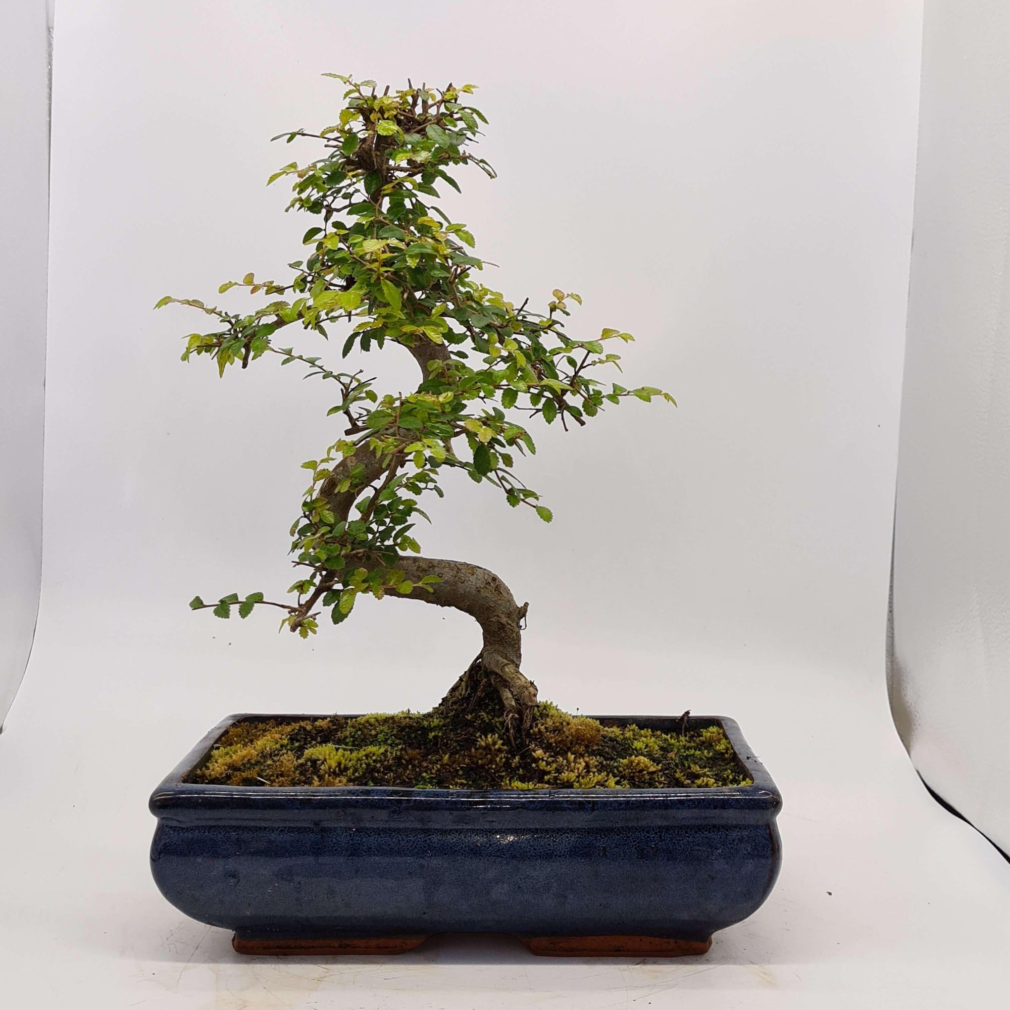 Chinese Elm (Ulmus Parvifolia) Bonsai Tree | Shaped | In 30cm Pot  | S251972